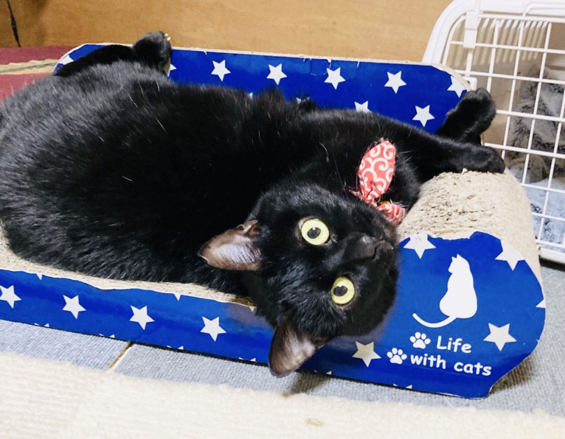 雑種（ミックス猫）・メスの里親募集の写真