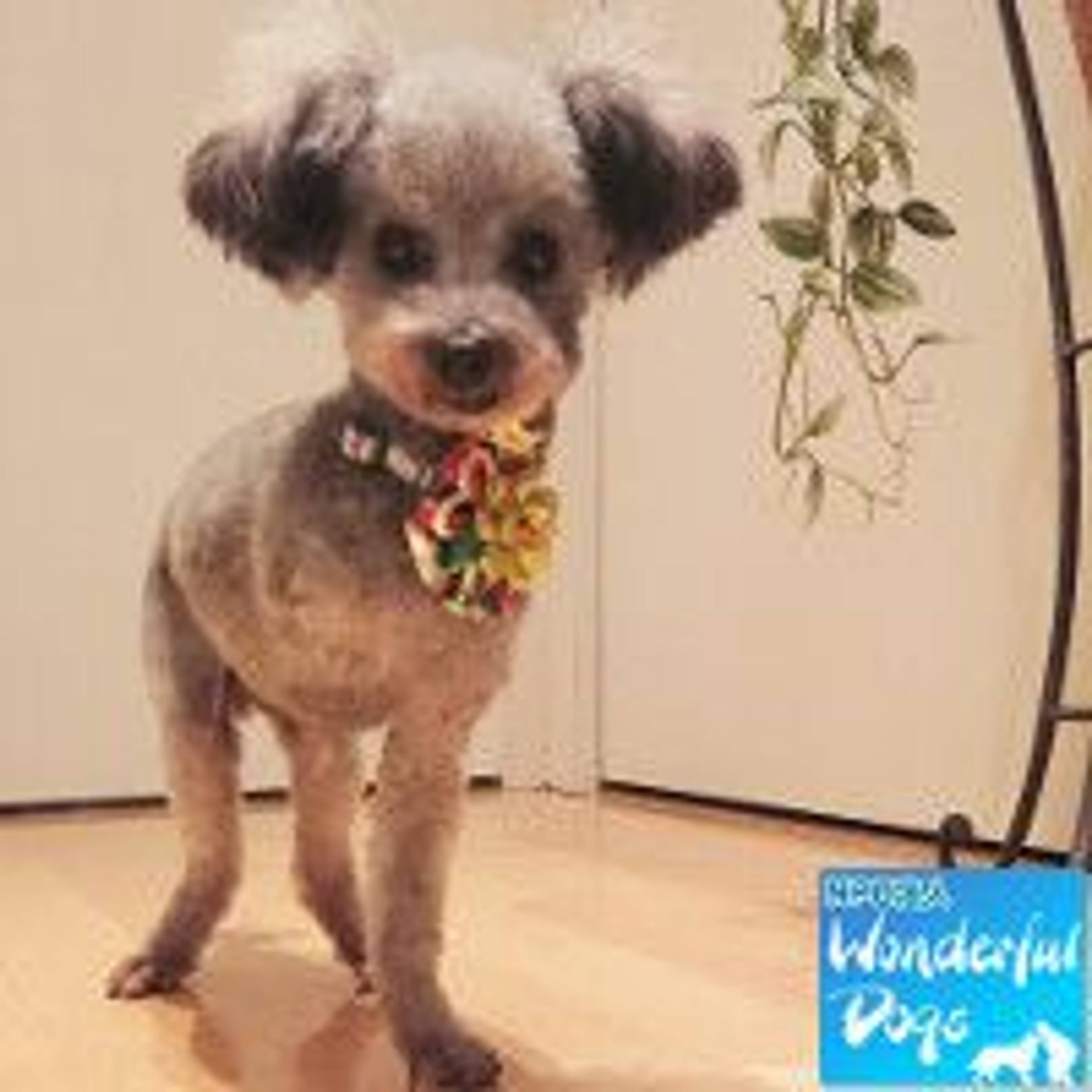 トイプードル・オスの里親募集の写真