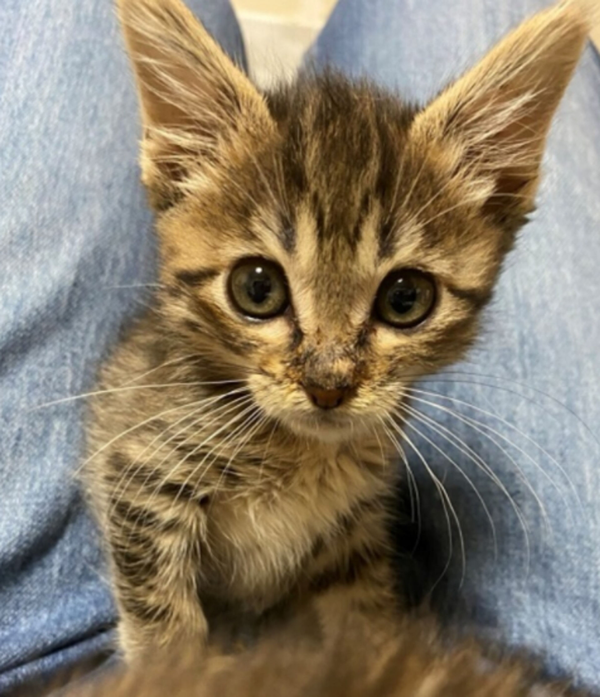 雑種（ミックス猫）・メスの里親募集の写真