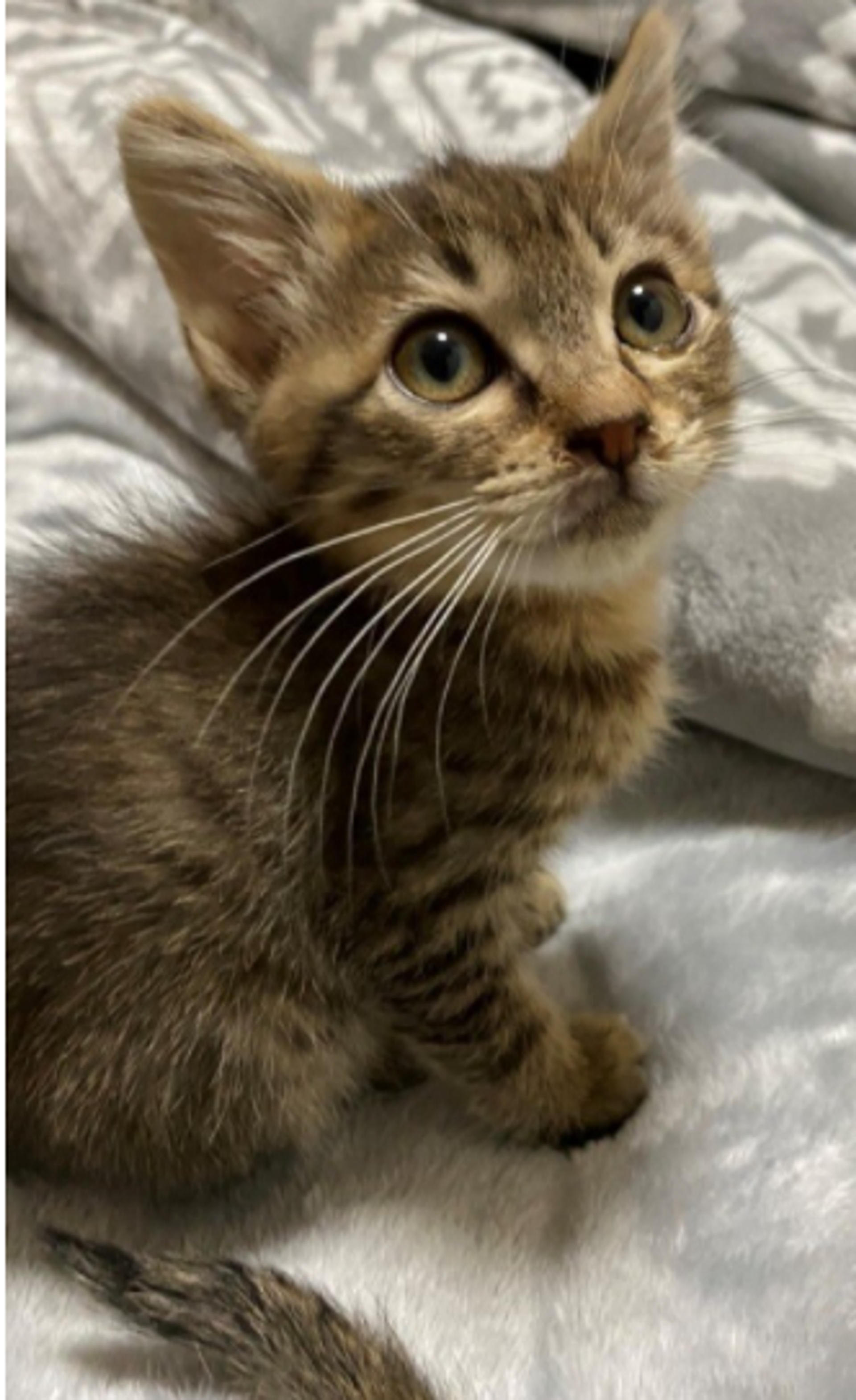 pet-image-2