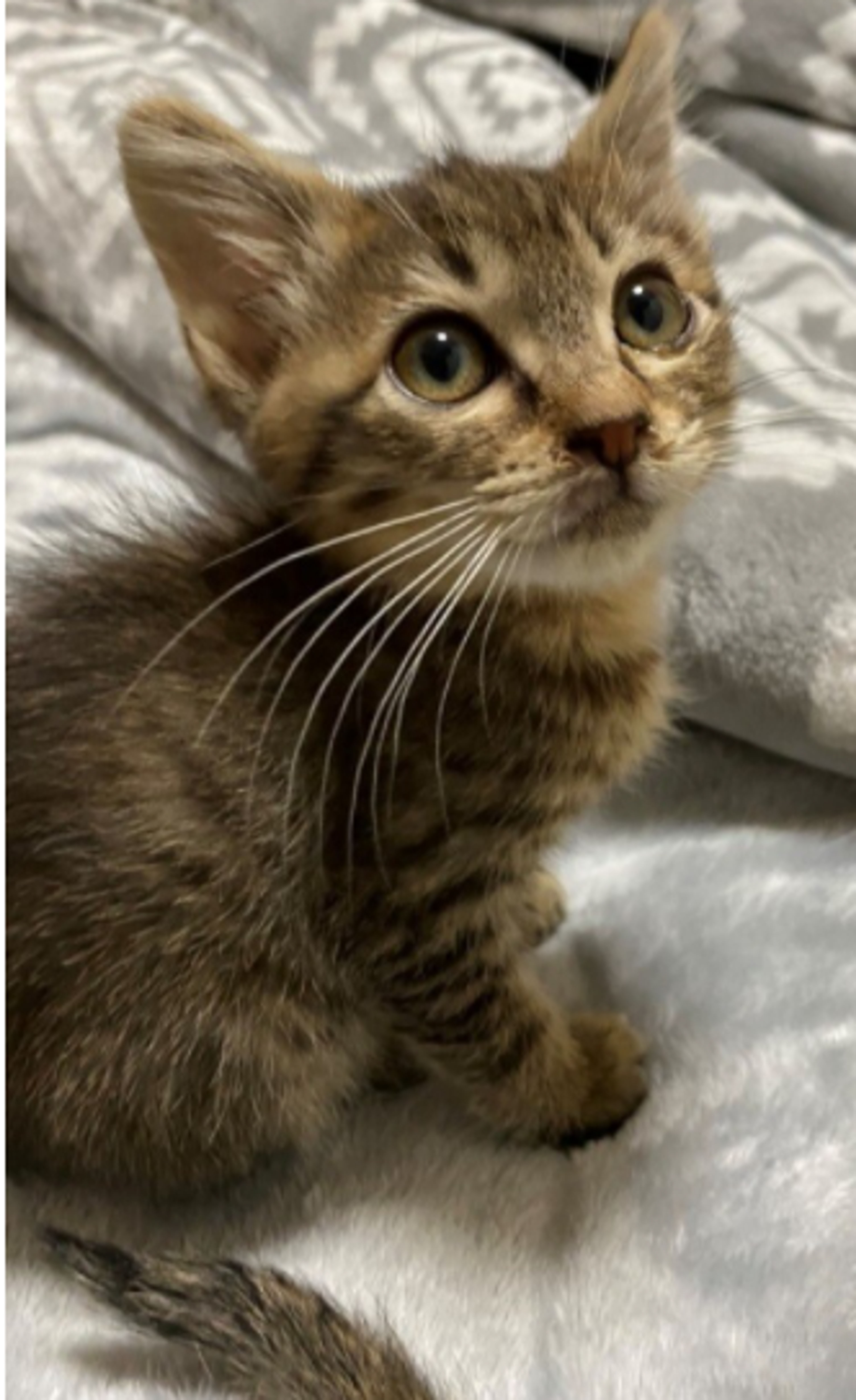 pet-image-2