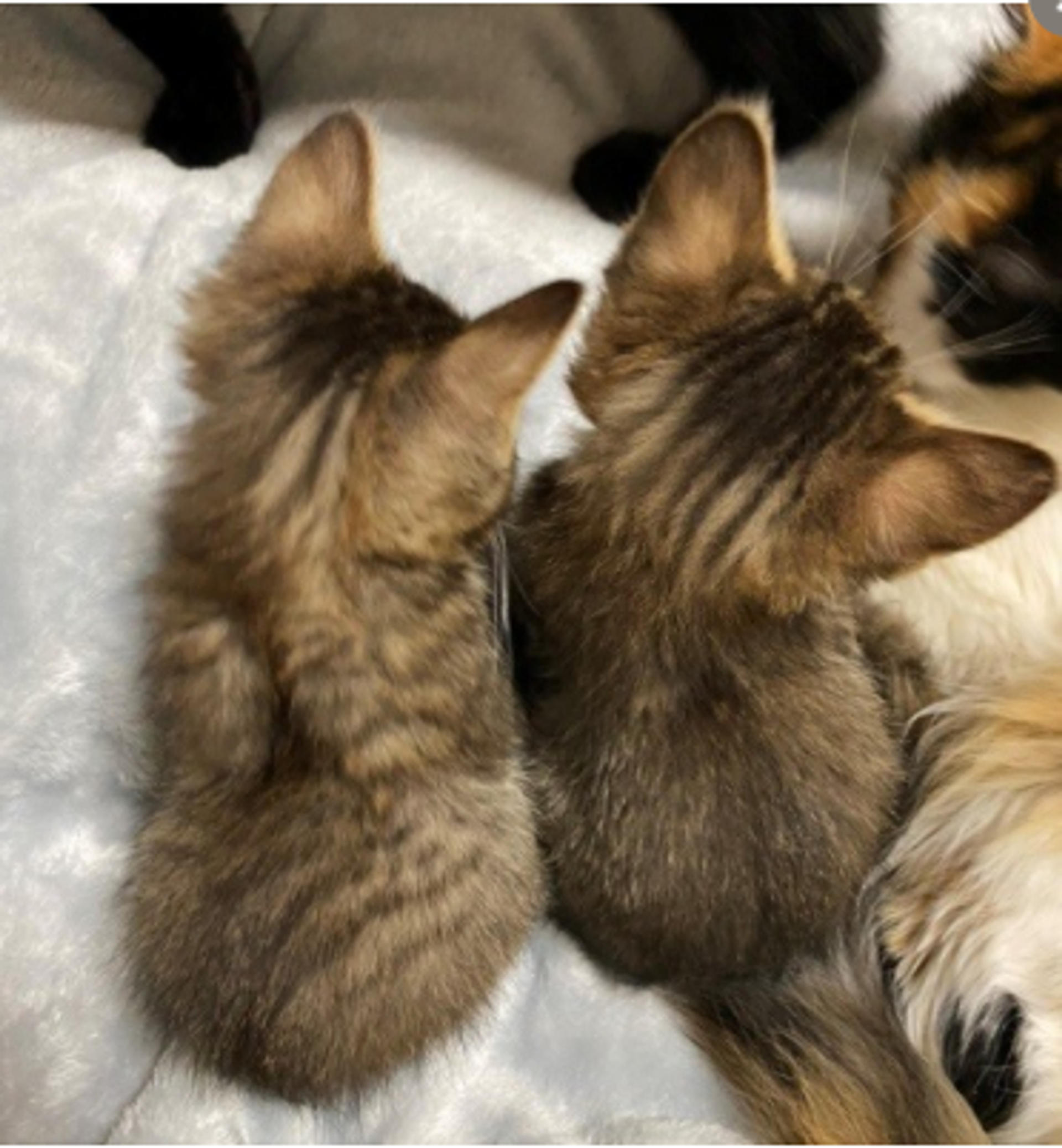 pet-image-4