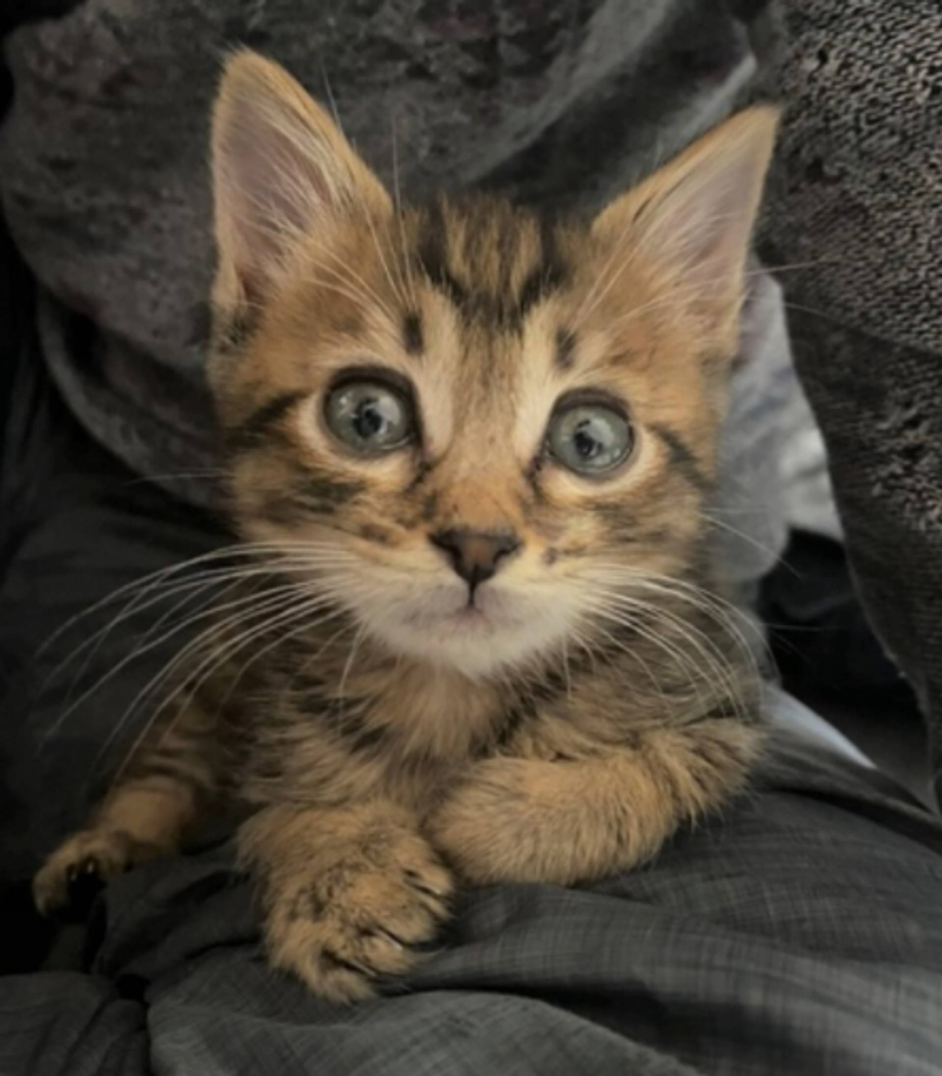 雑種（ミックス猫）・オスの里親募集の写真