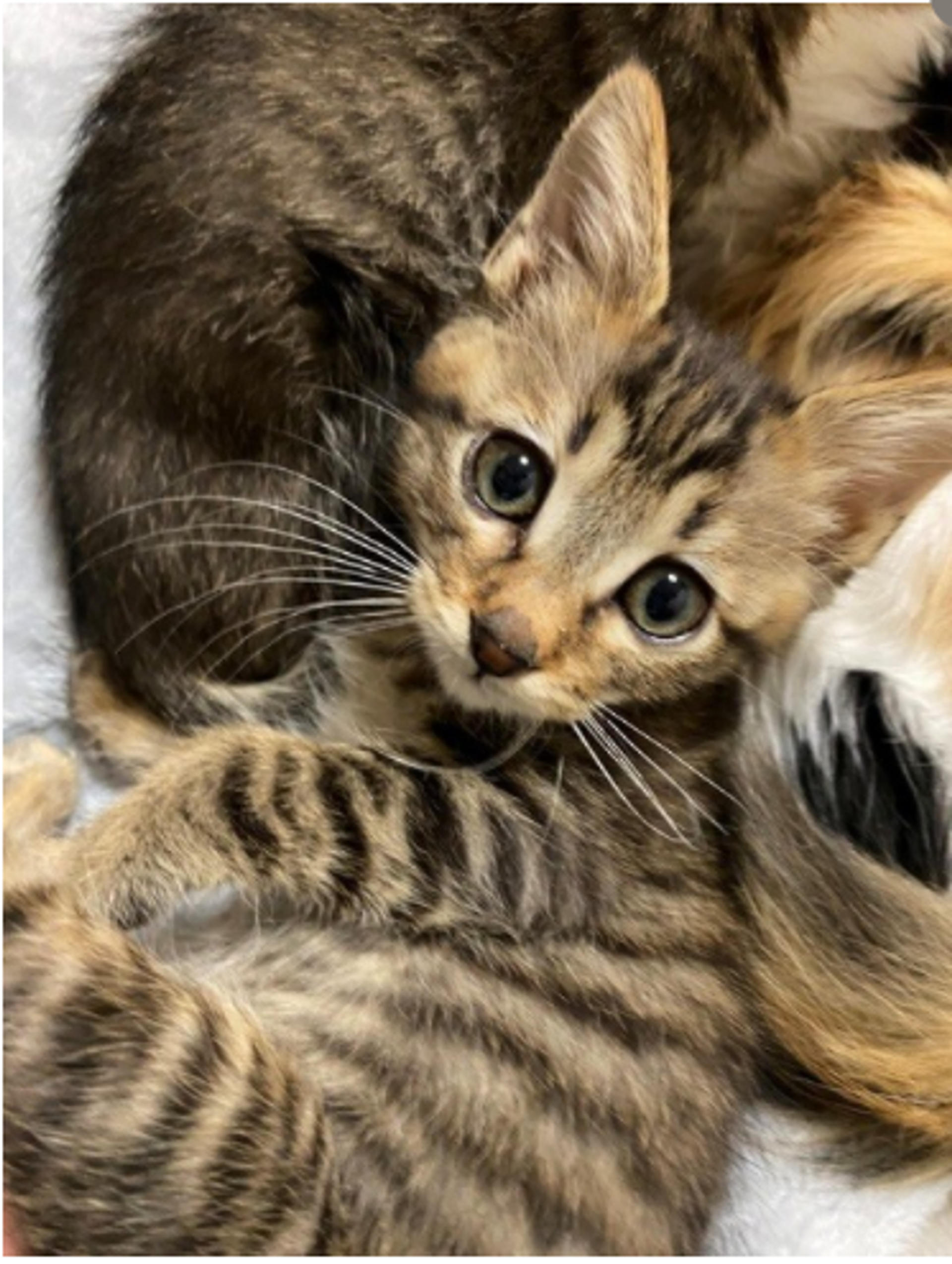 pet-image-5