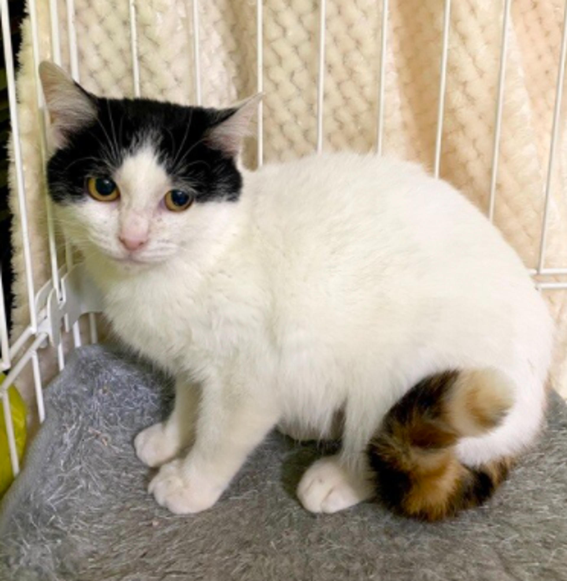pet-image-3