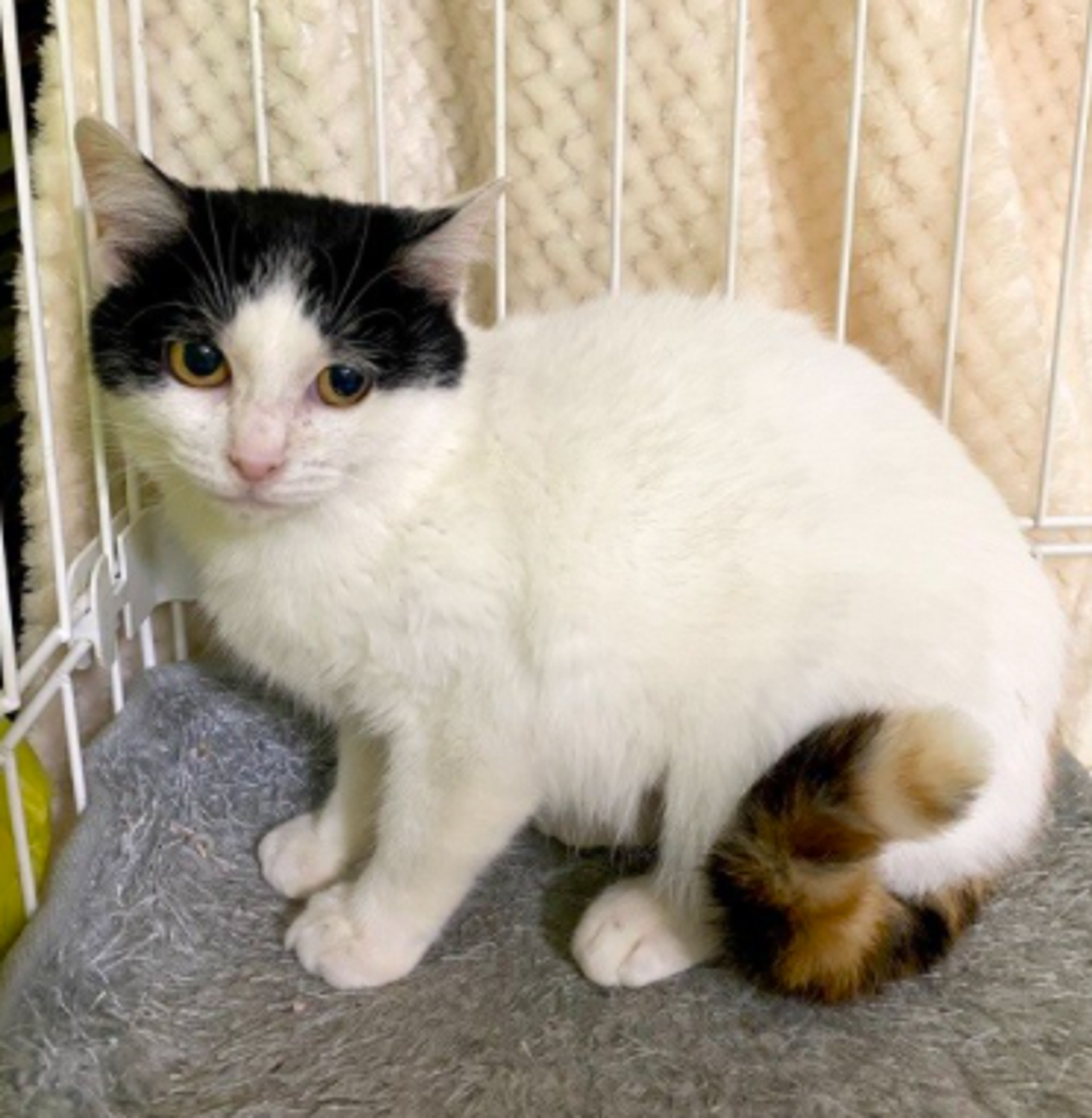 pet-image-3