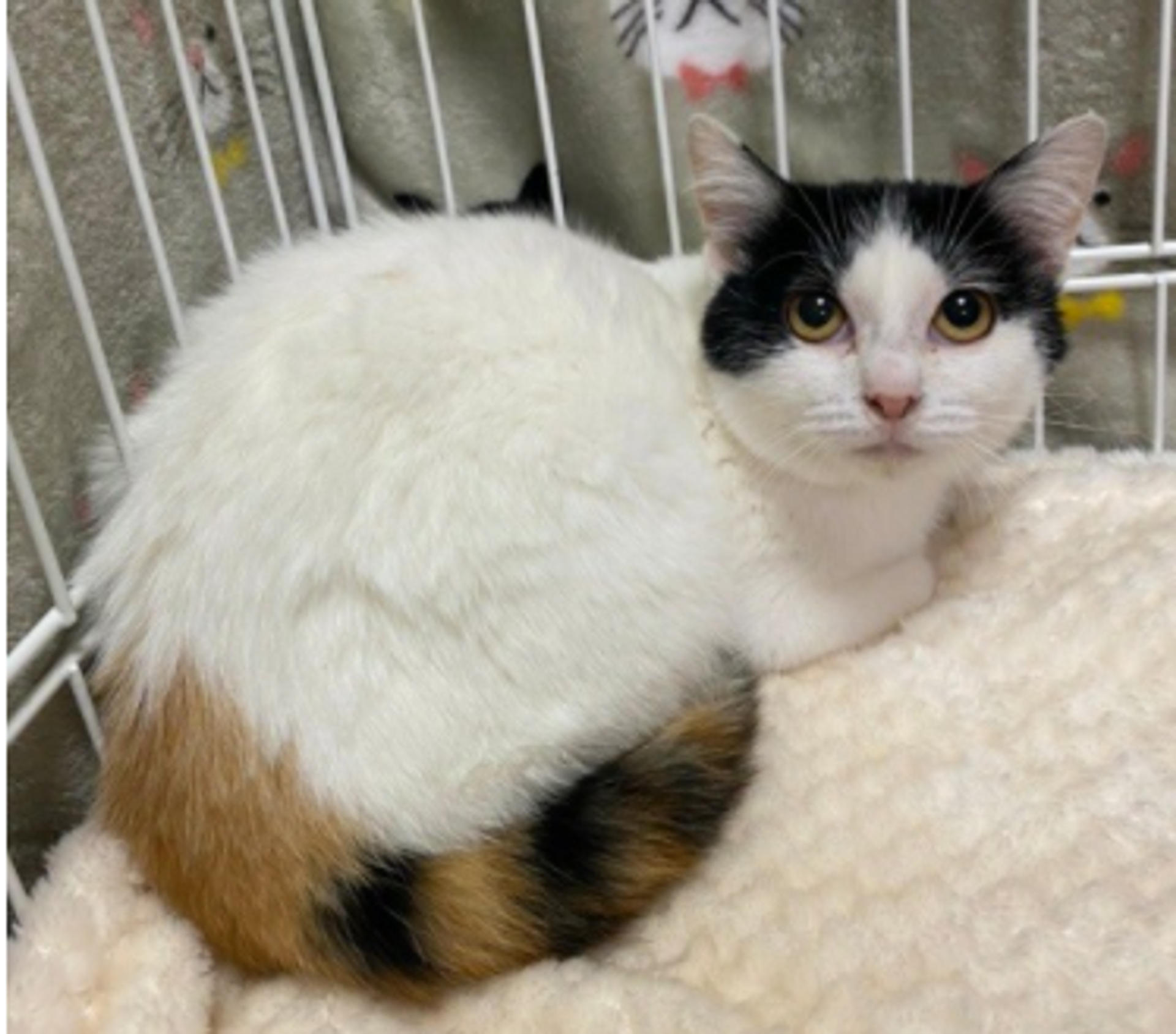 pet-image-4