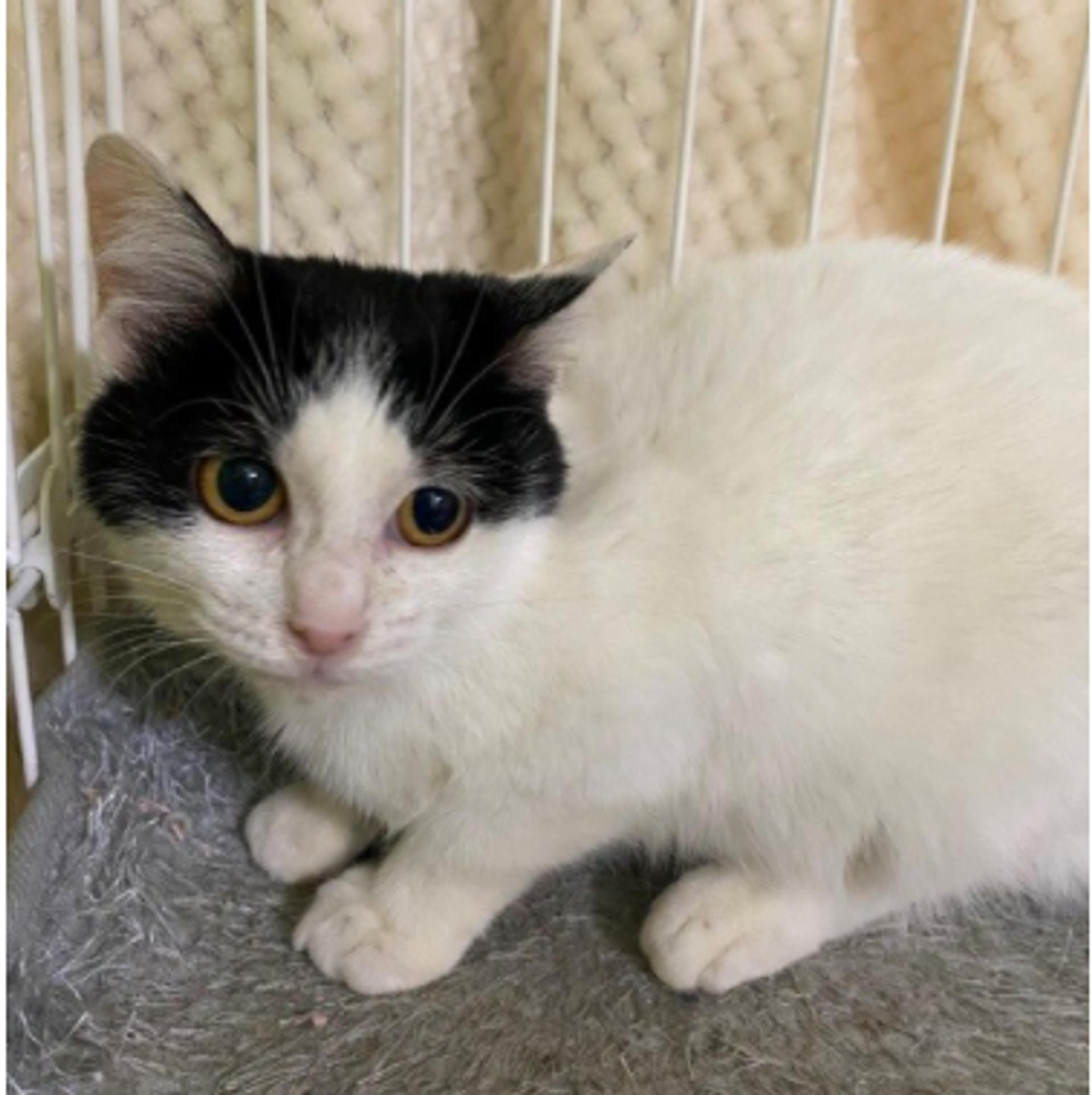 pet-image-5