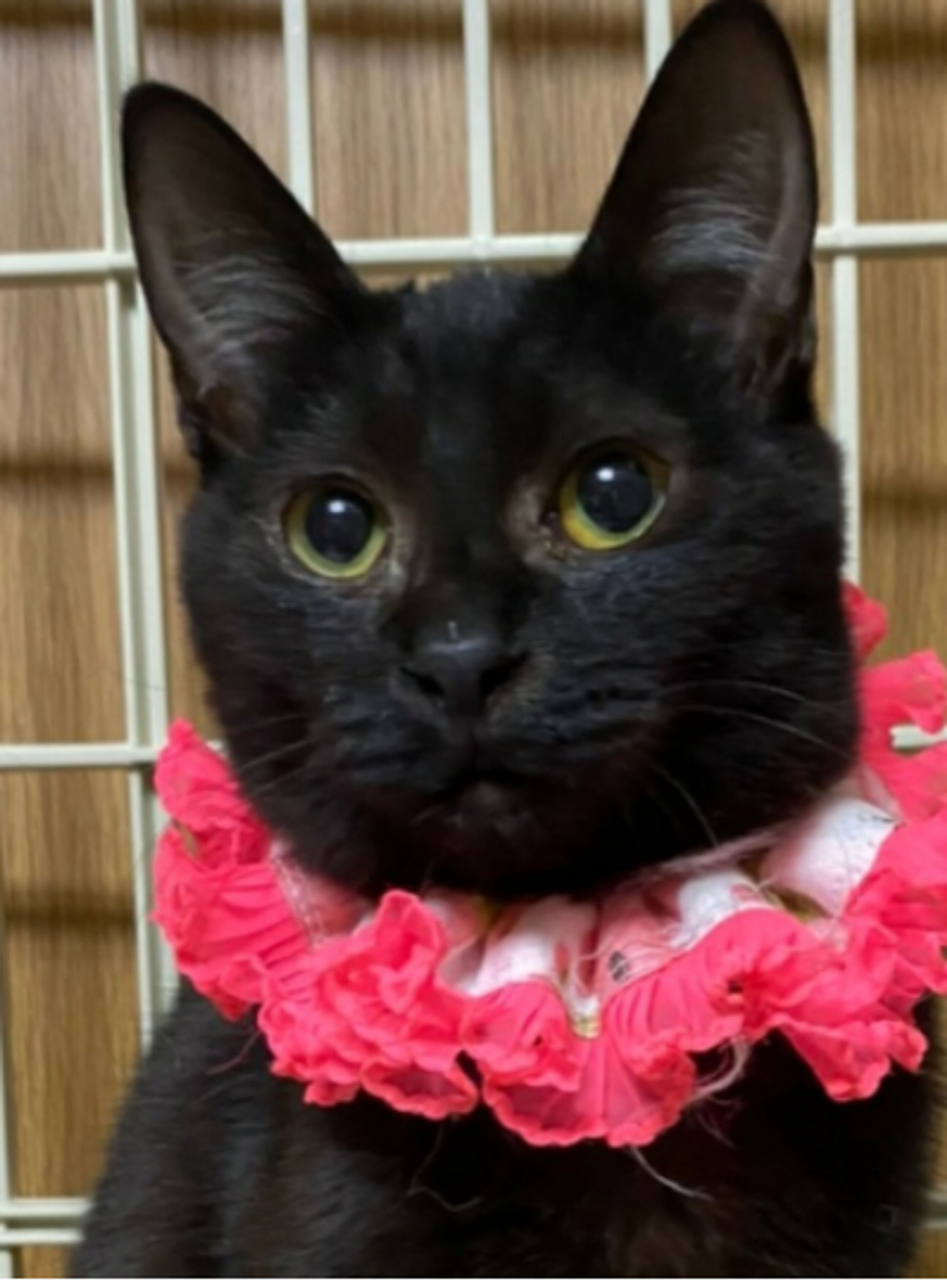 雑種（ミックス猫）・メスの里親募集の写真