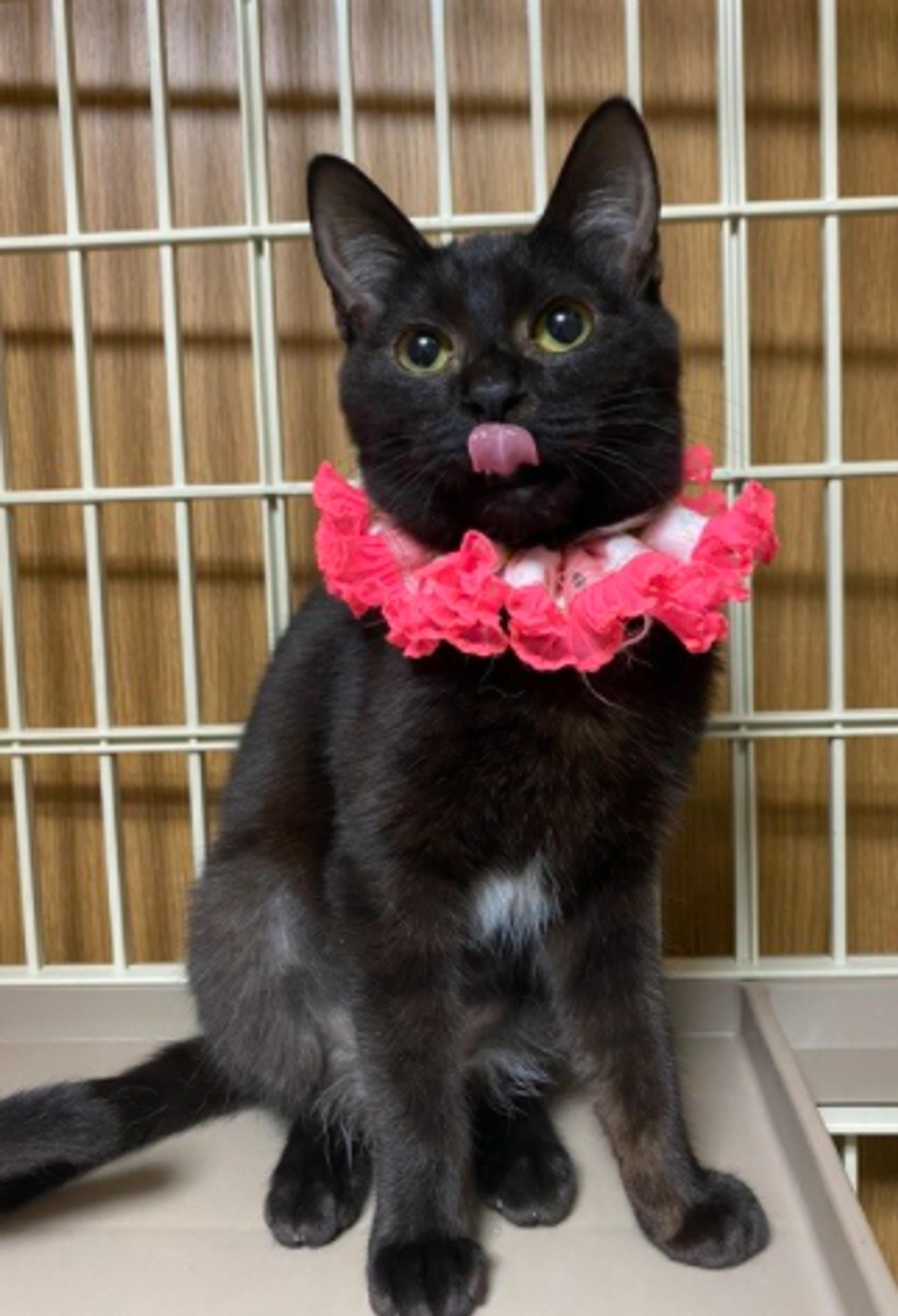 pet-image-3