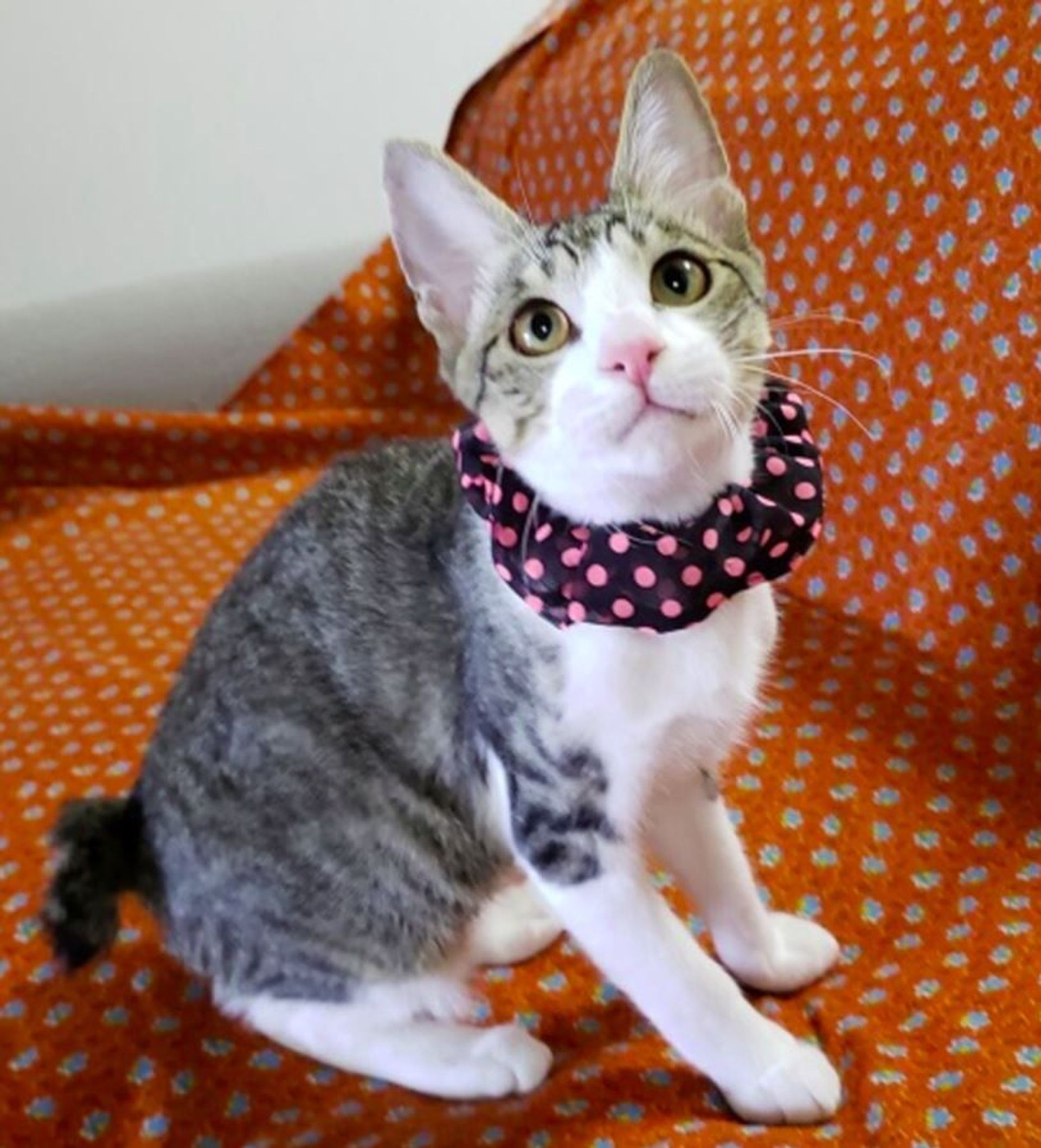 雑種（ミックス猫）・オスの里親募集の写真