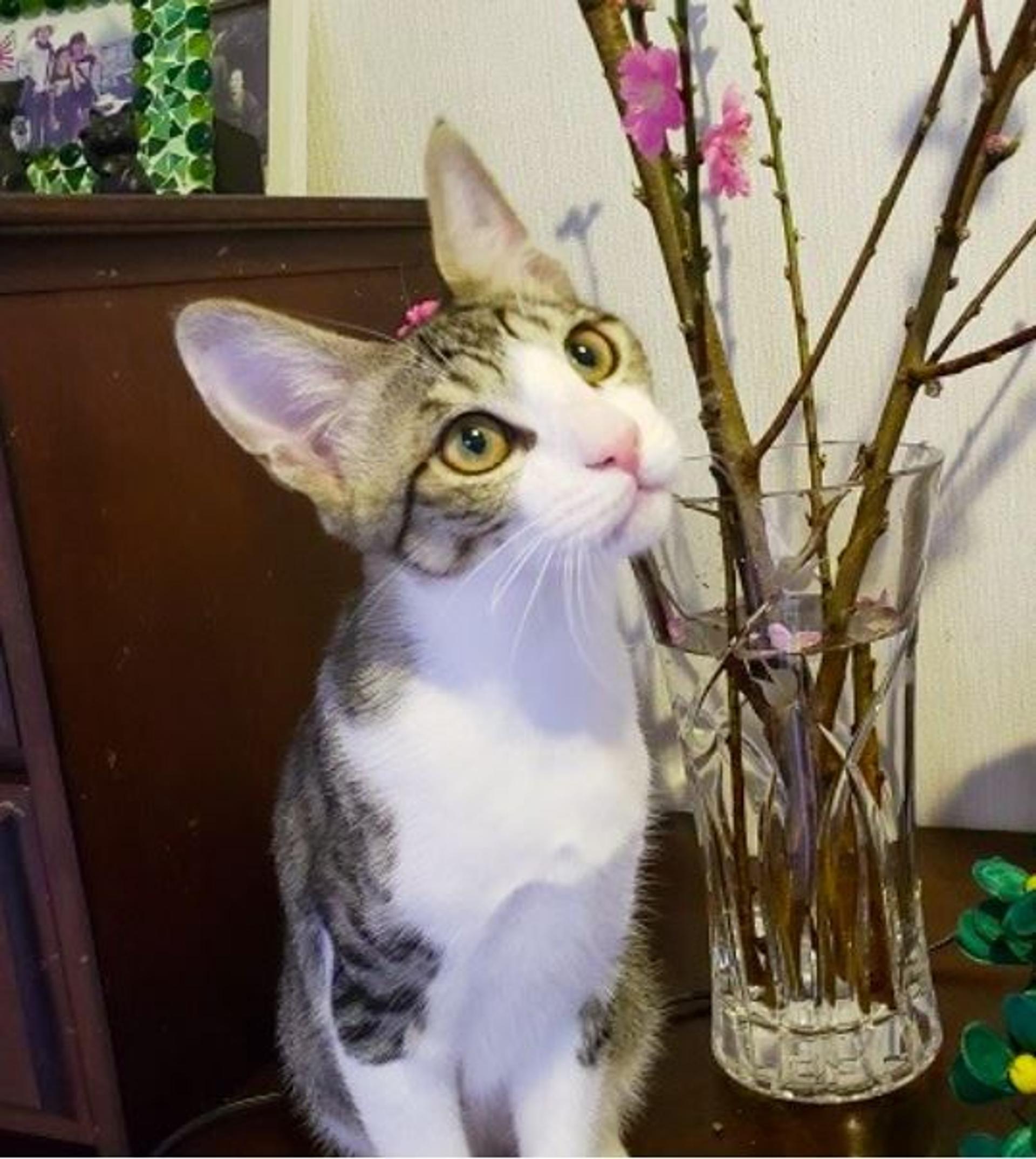 pet-image-3