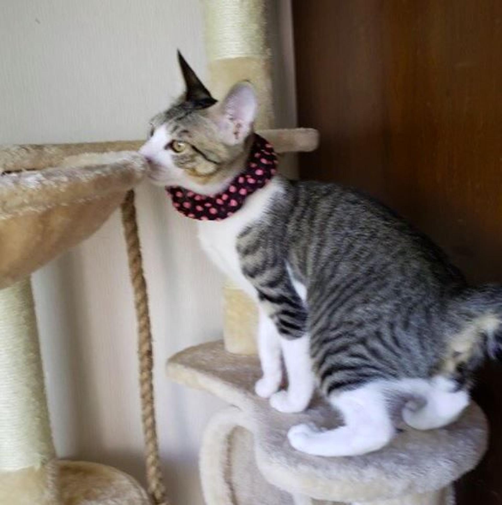 pet-image-4