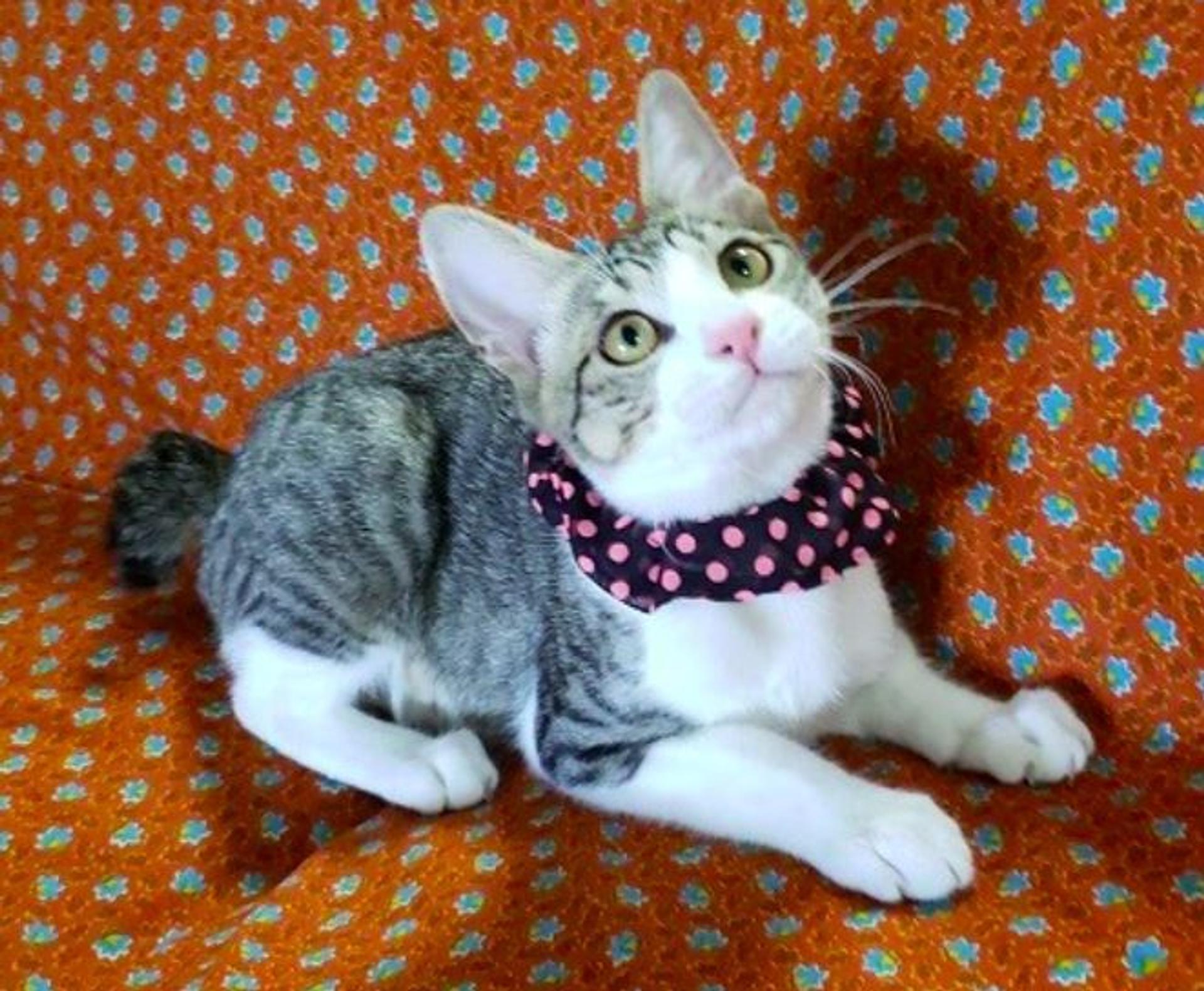 pet-image-5