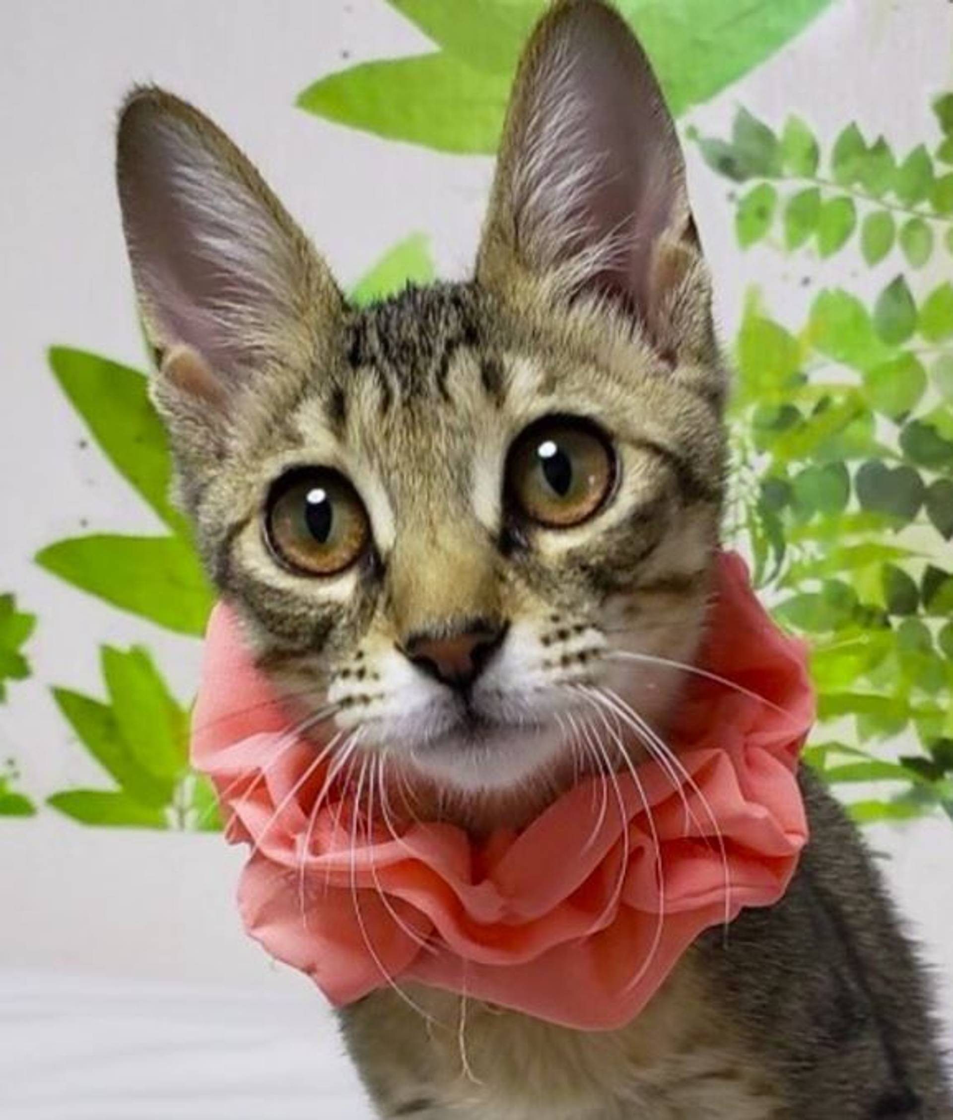 雑種（ミックス猫）・メスの里親募集の写真