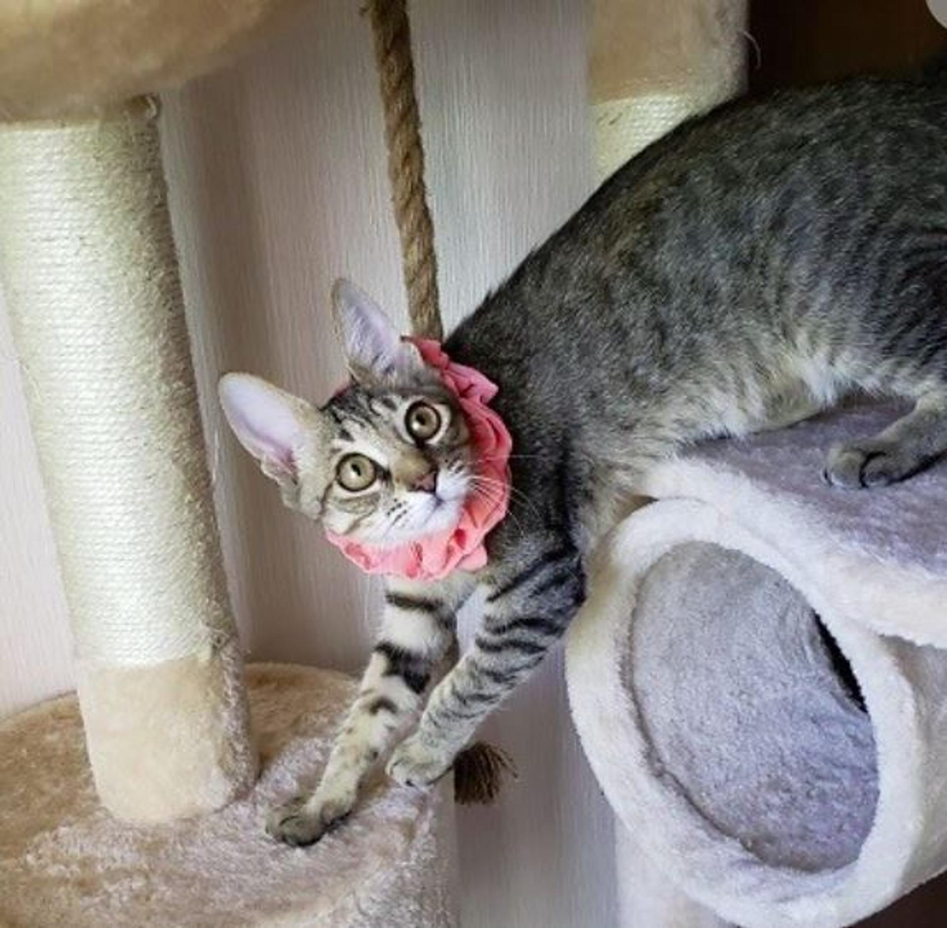 pet-image-4