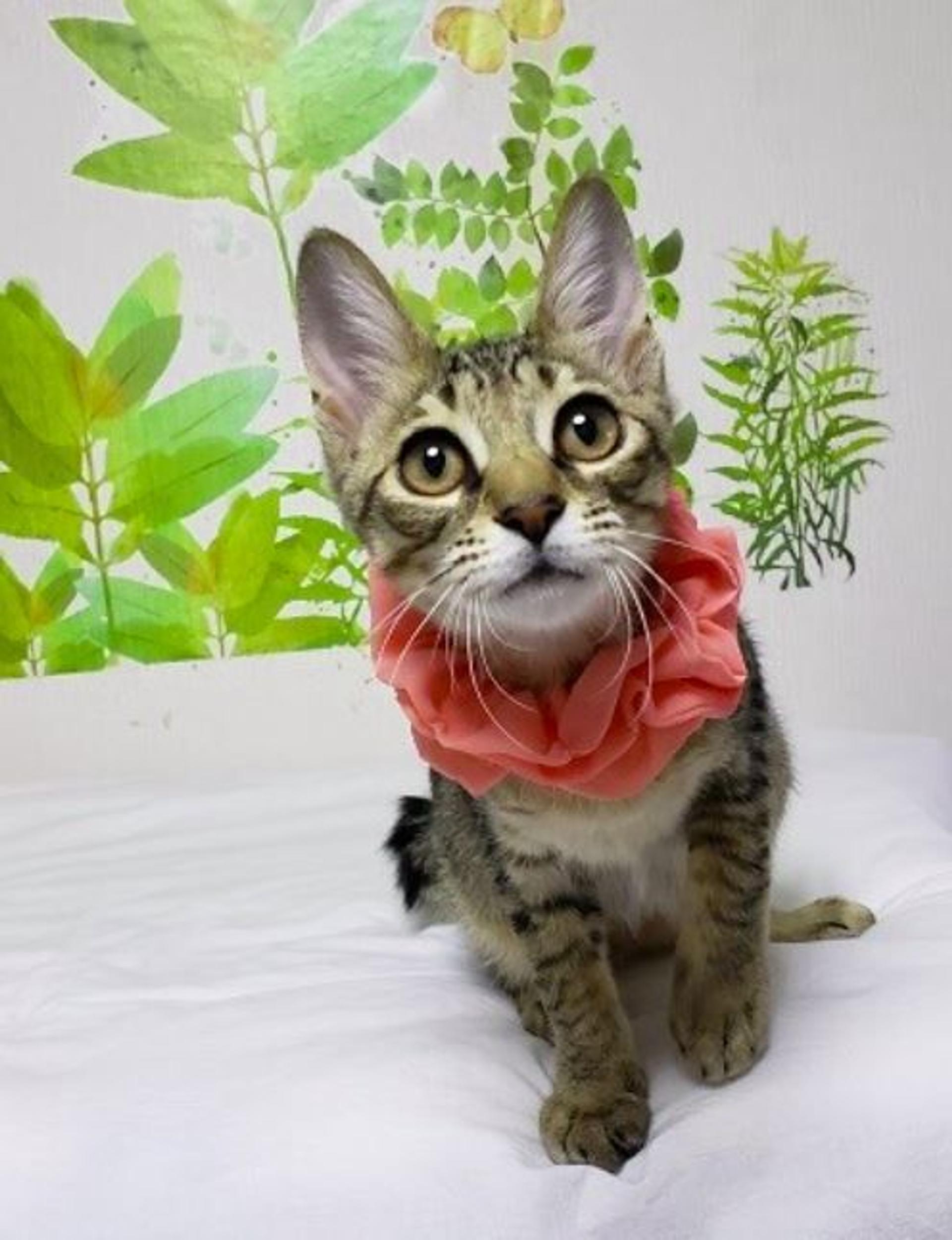 pet-image-6