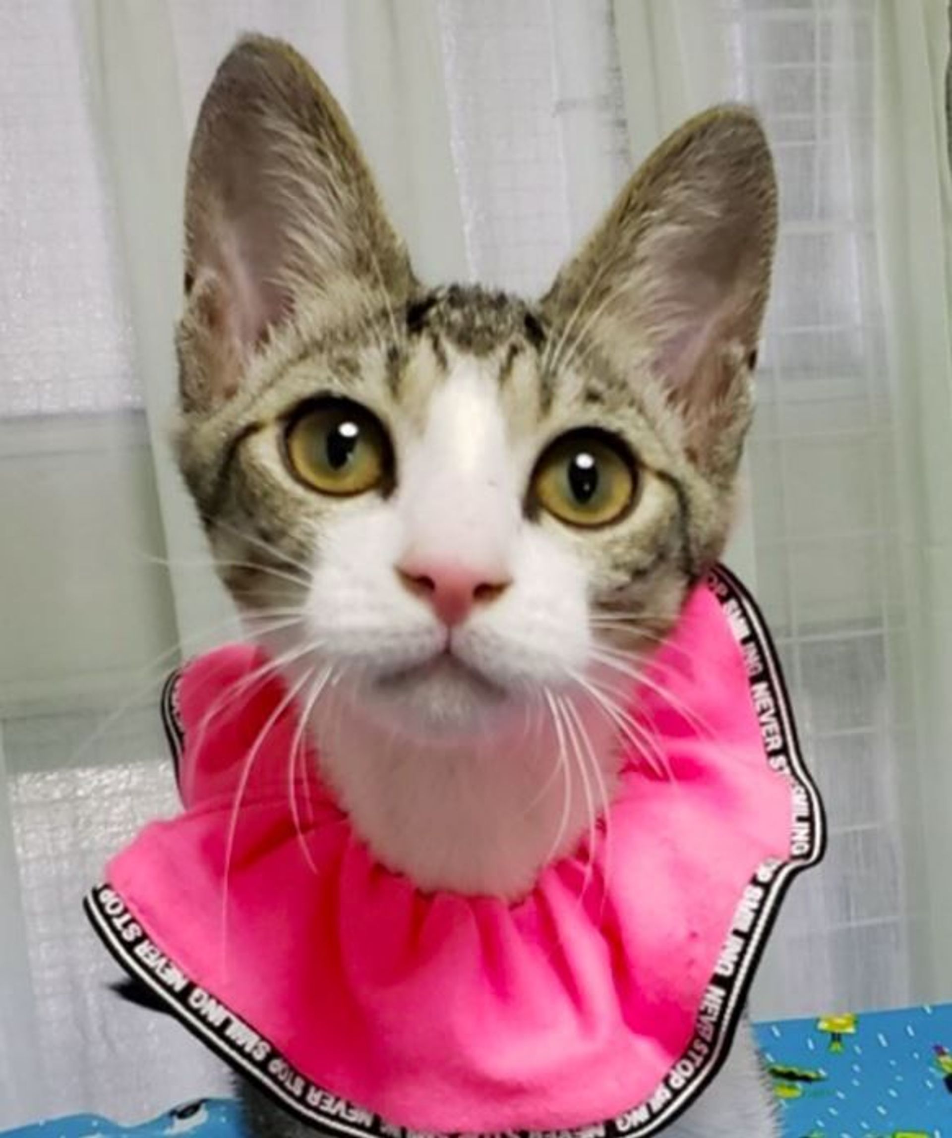 雑種（ミックス猫）・メスの里親募集の写真