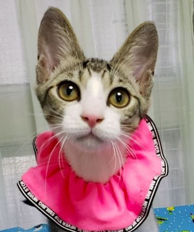 さくらちゃんの写真