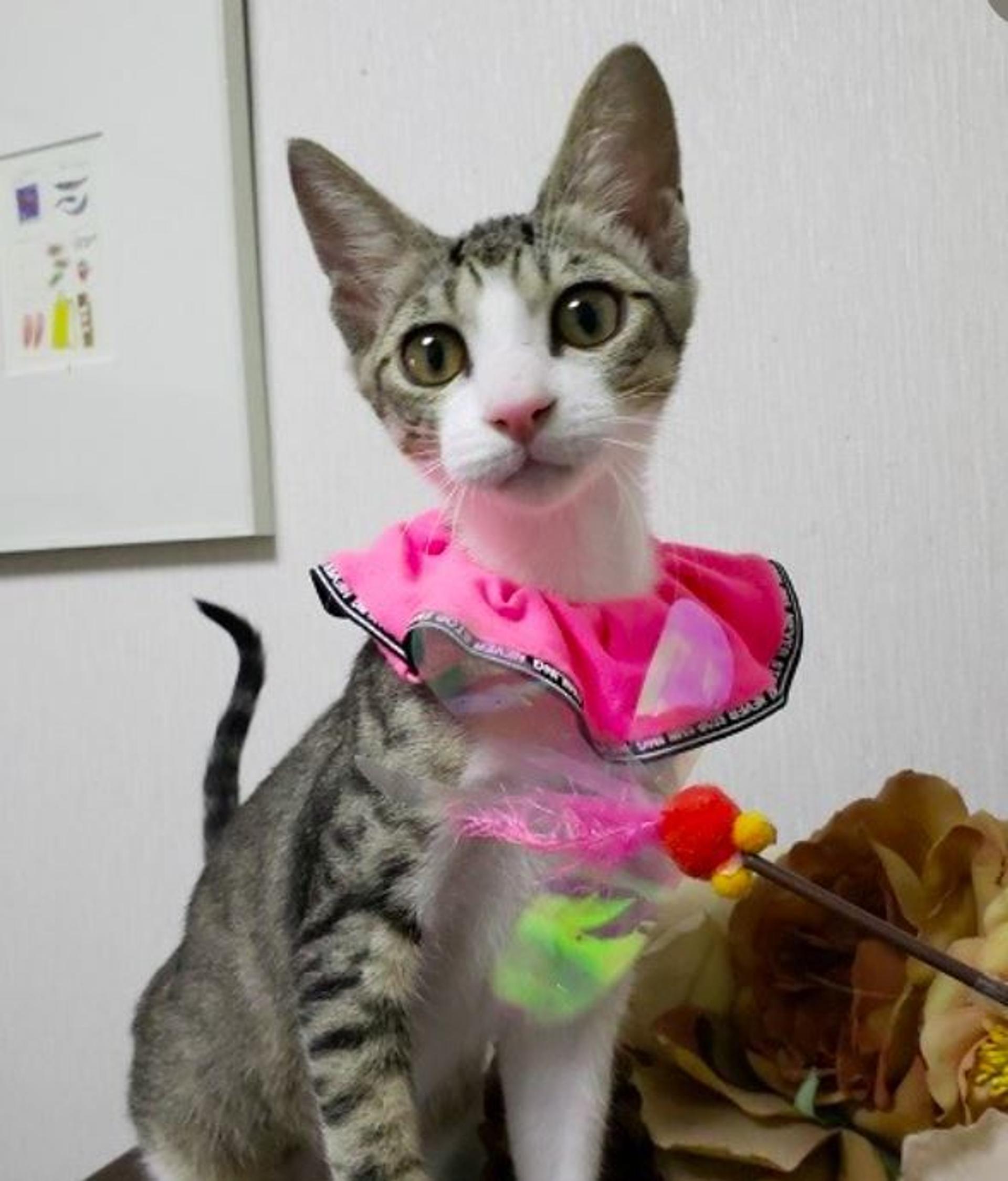 pet-image-2