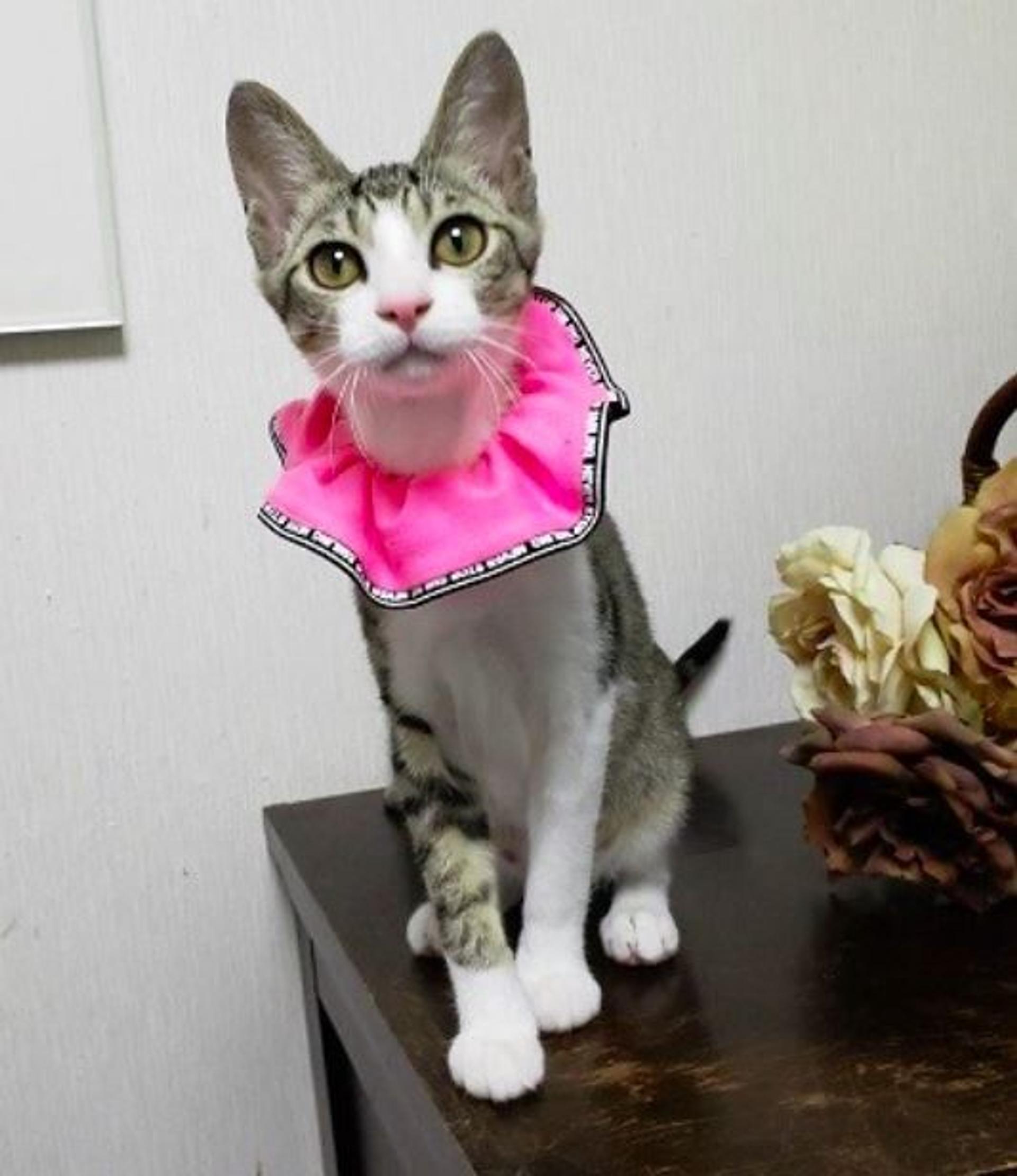 pet-image-4
