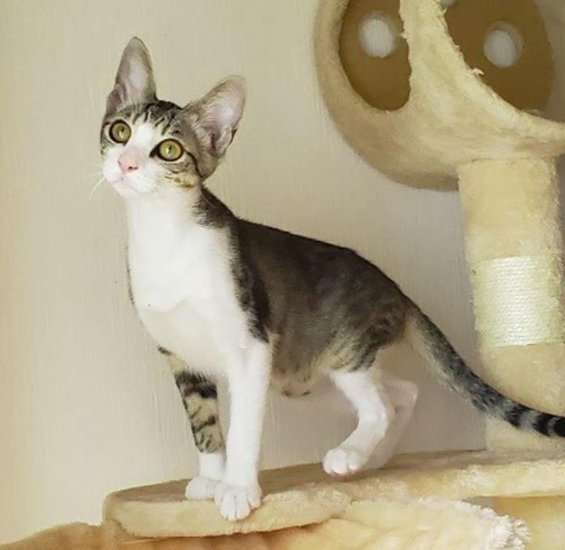 pet-image-5