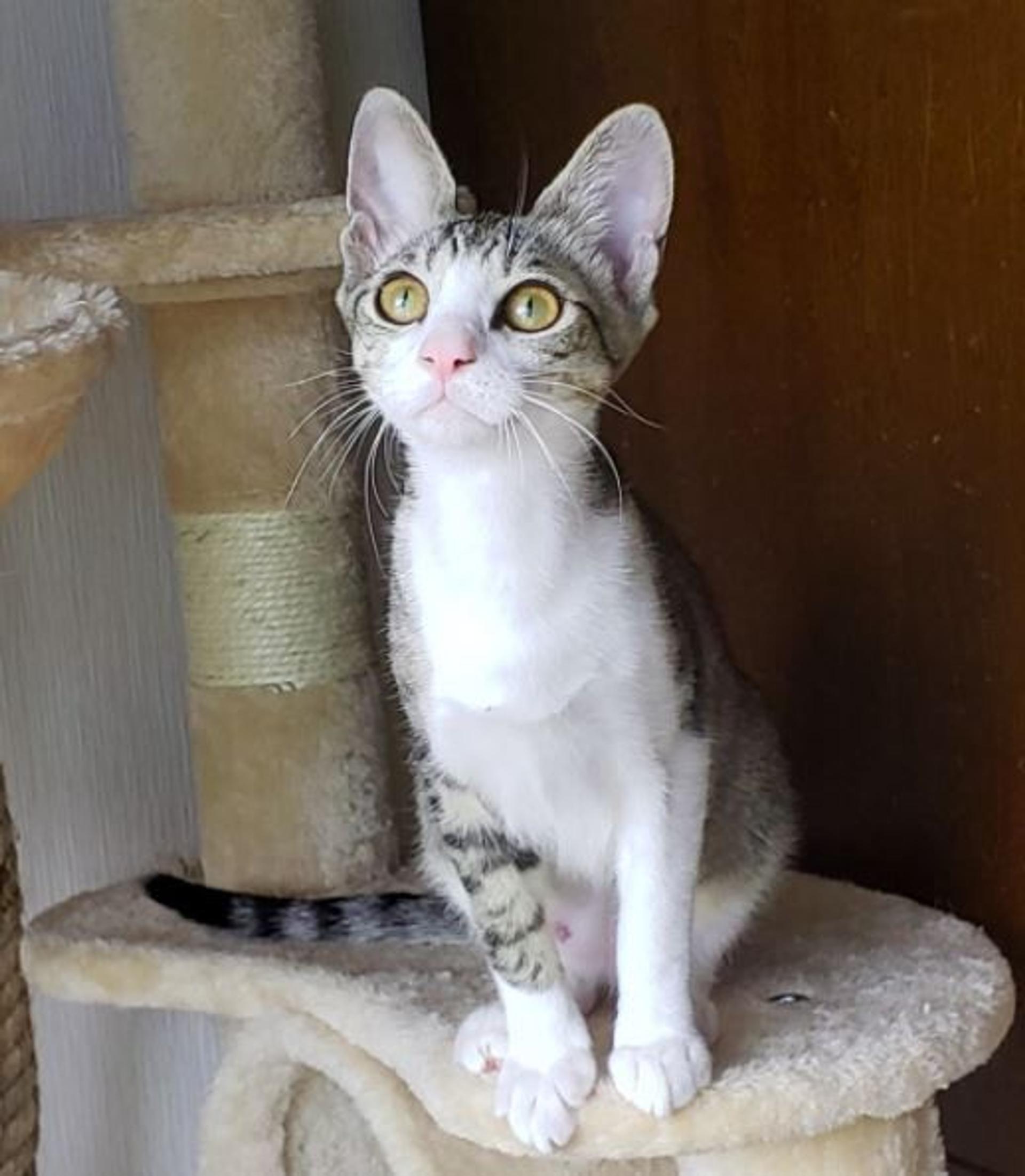 pet-image-6