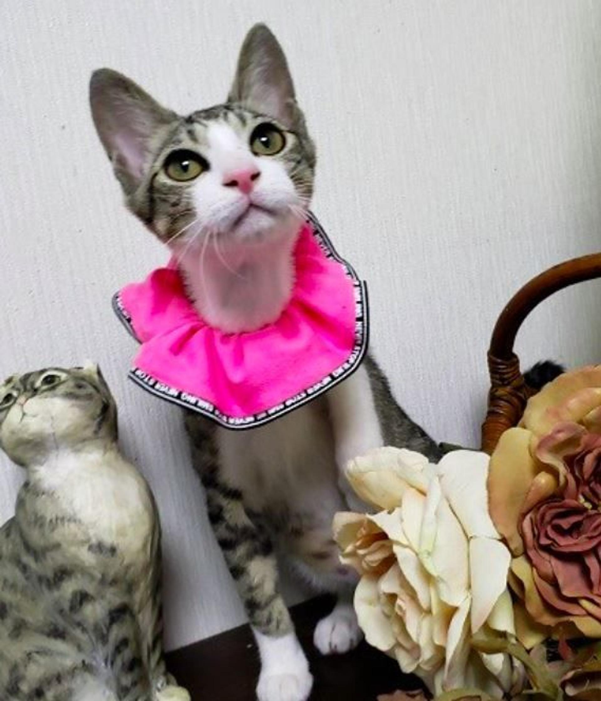 pet-image-7
