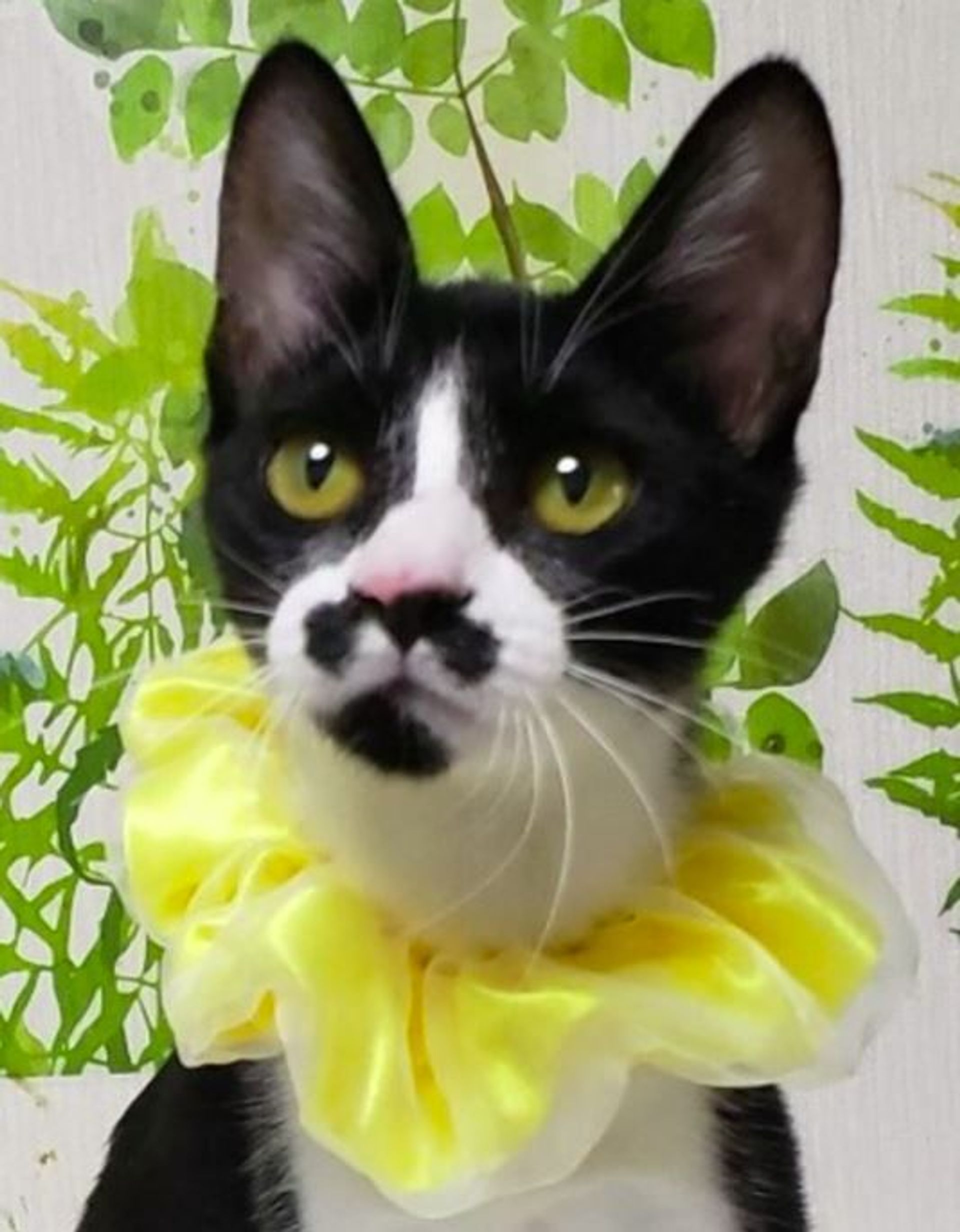 雑種（ミックス猫）・メスの里親募集の写真