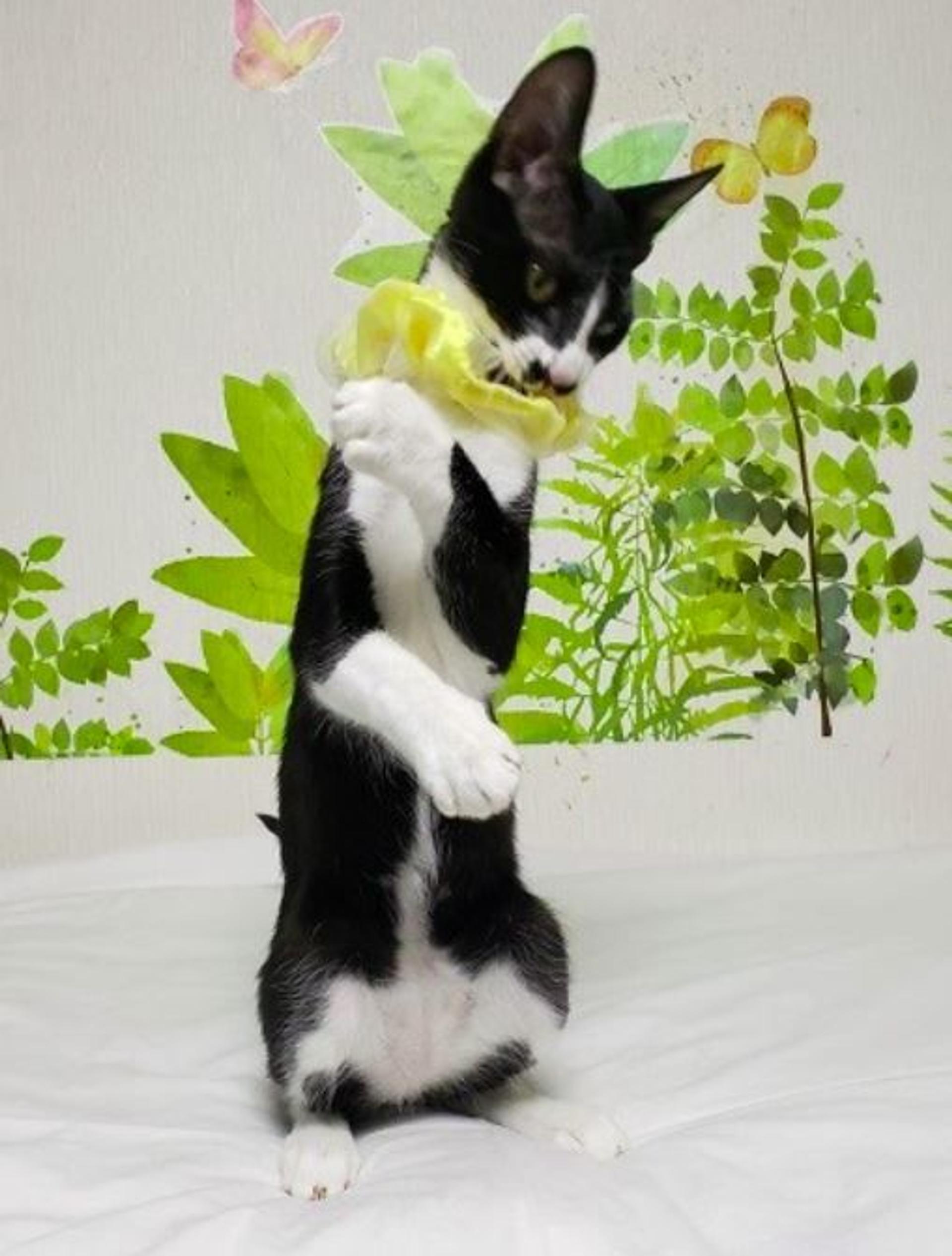 pet-image-2