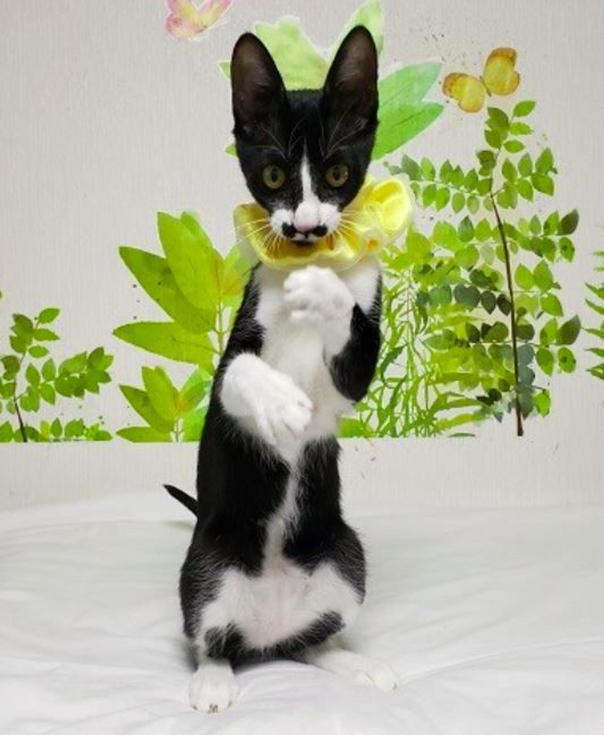 pet-image-3