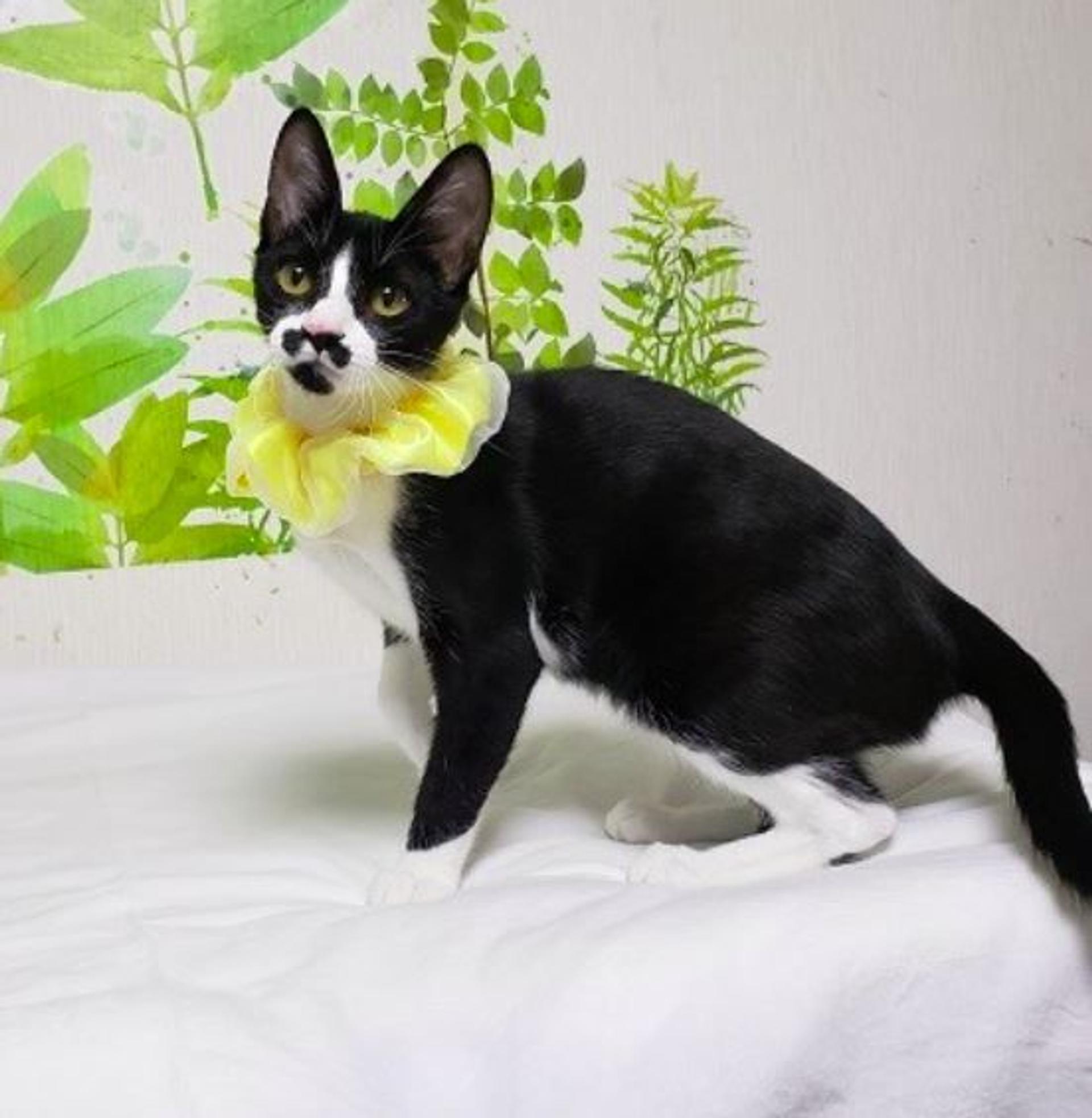 pet-image-5