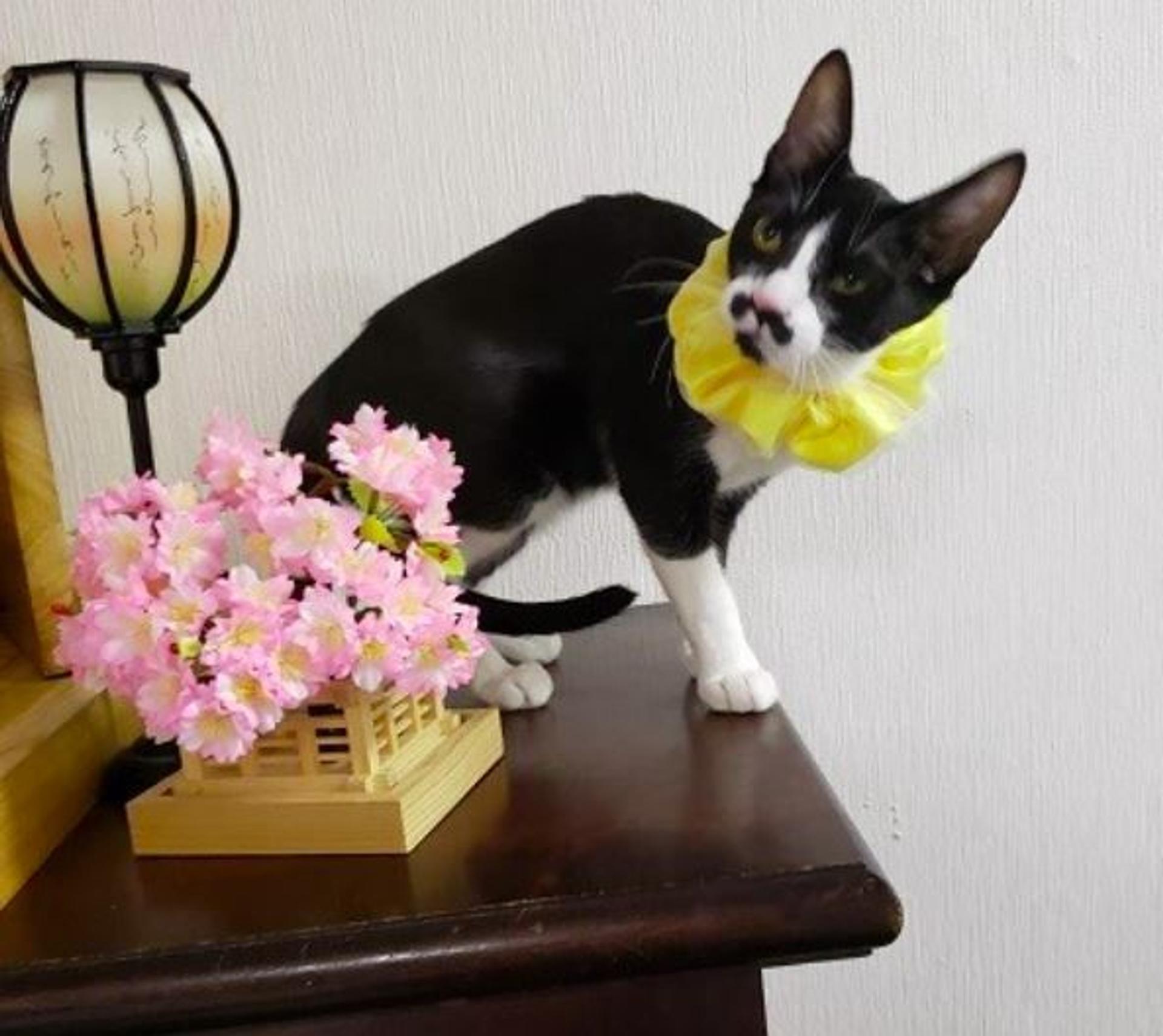 pet-image-6