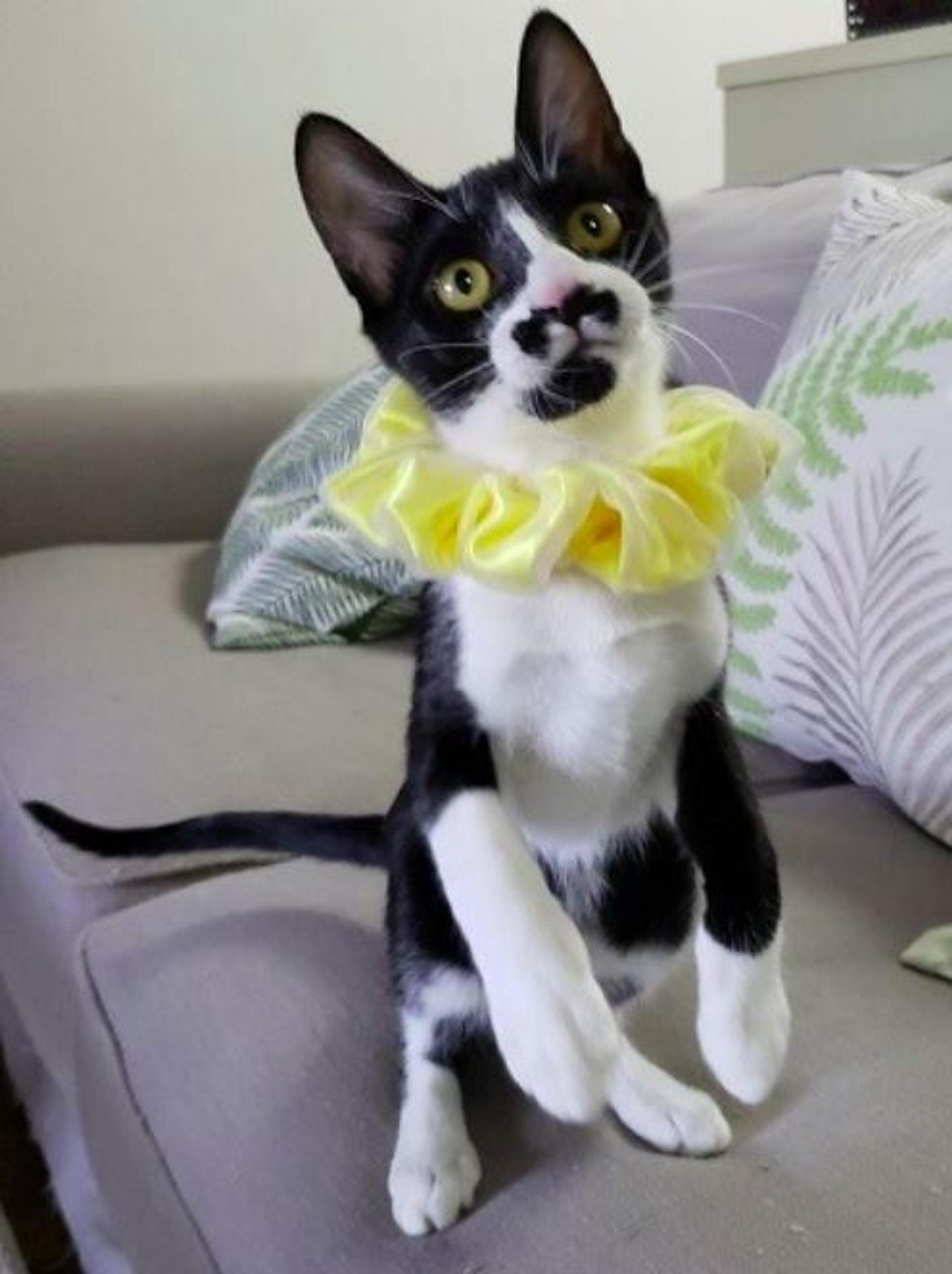 pet-image-7