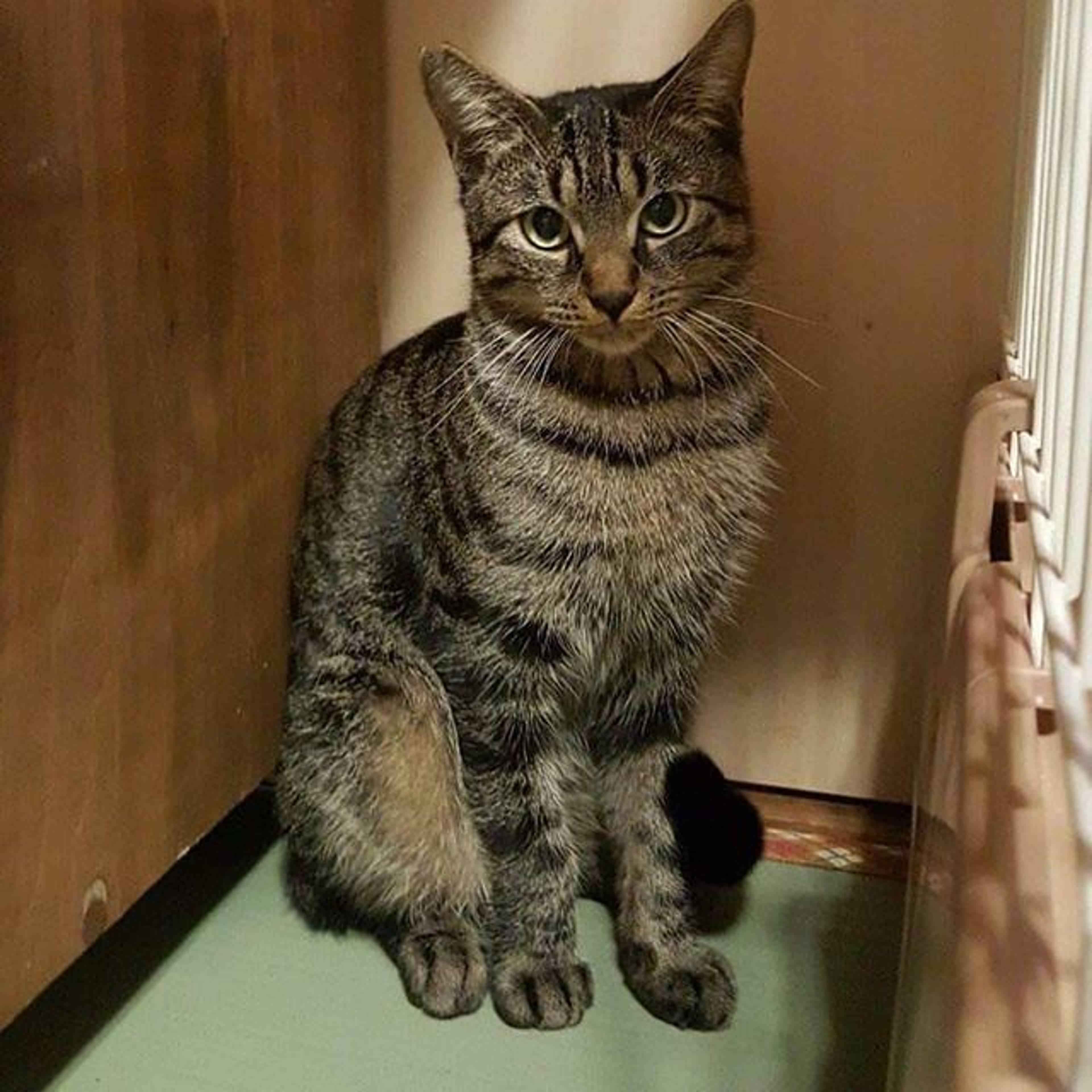 雑種（ミックス猫）・オスの里親募集の写真