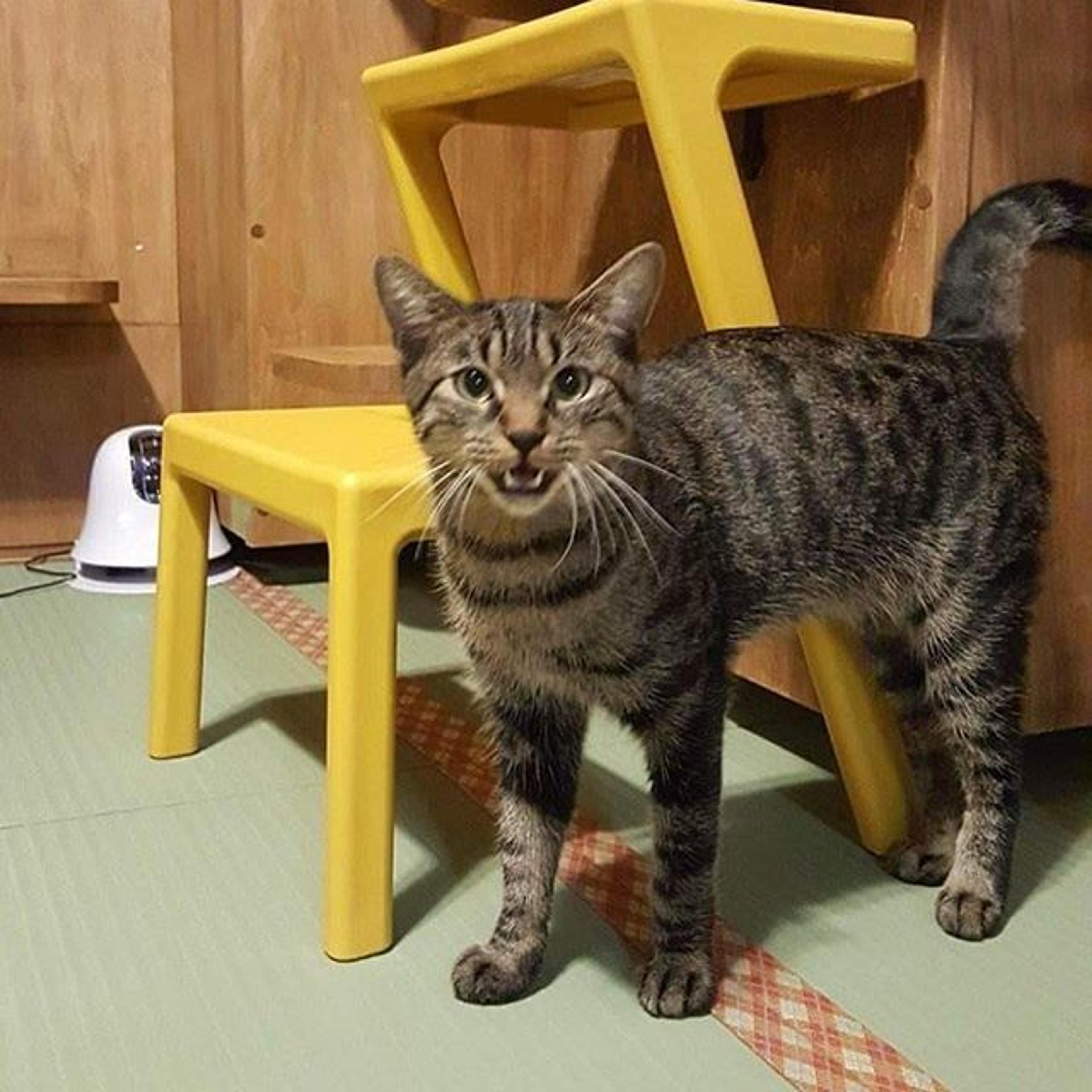 pet-image-2