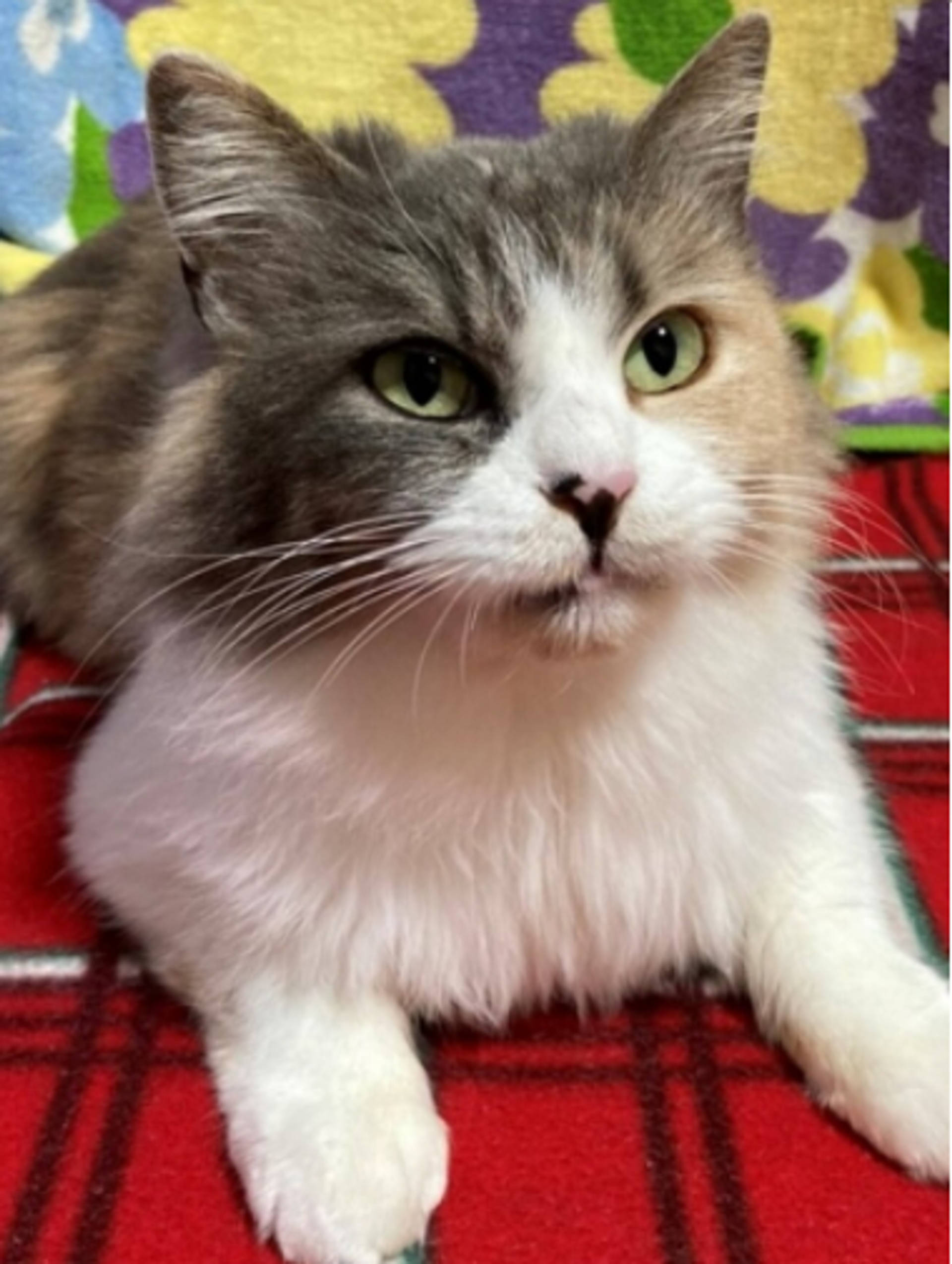 雑種（ミックス猫）・メスの里親募集の写真