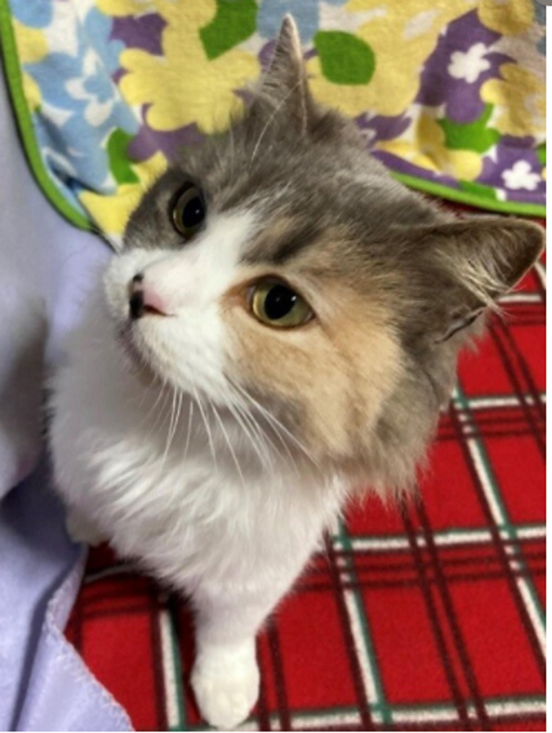 pet-image-3