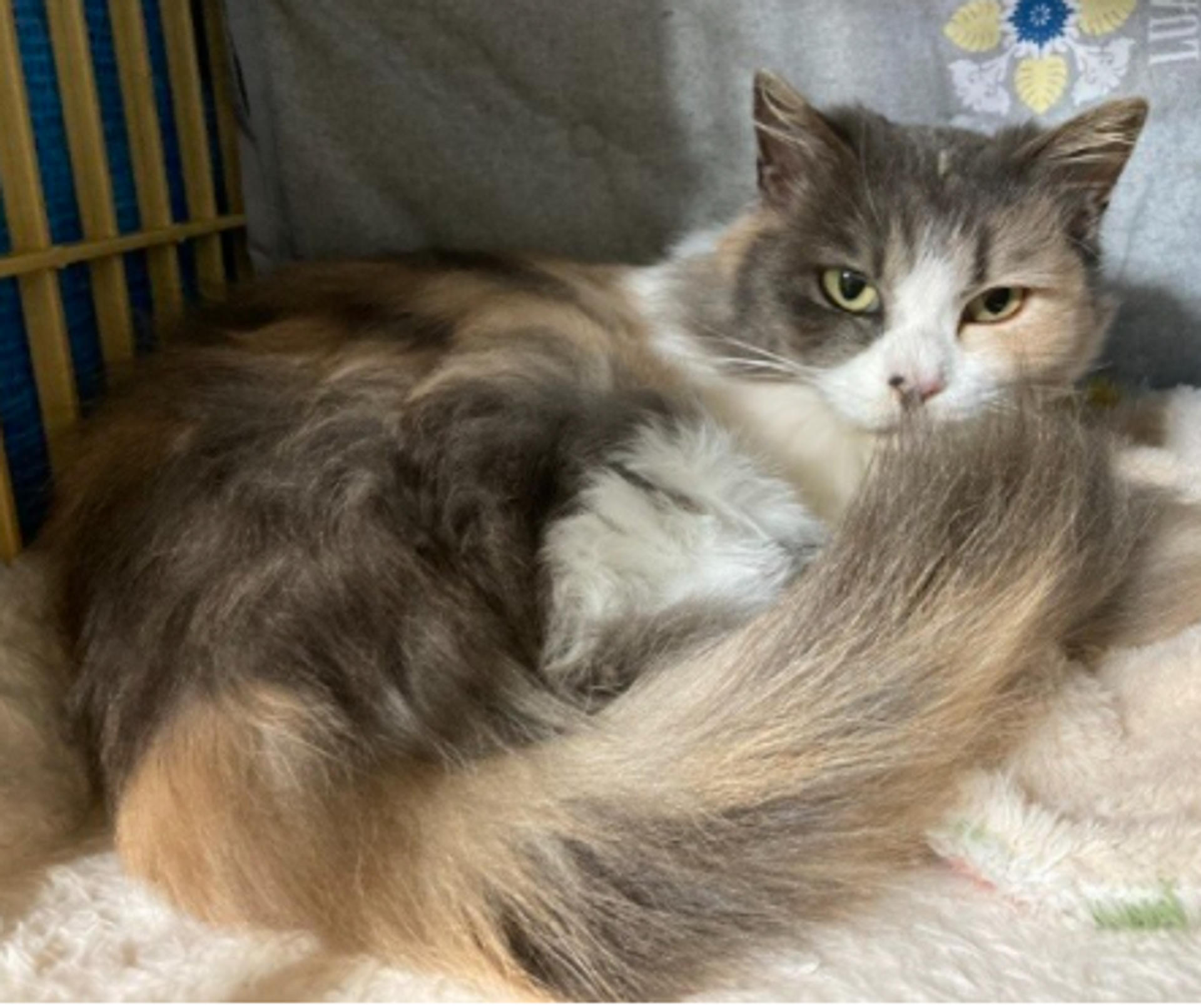 pet-image-6