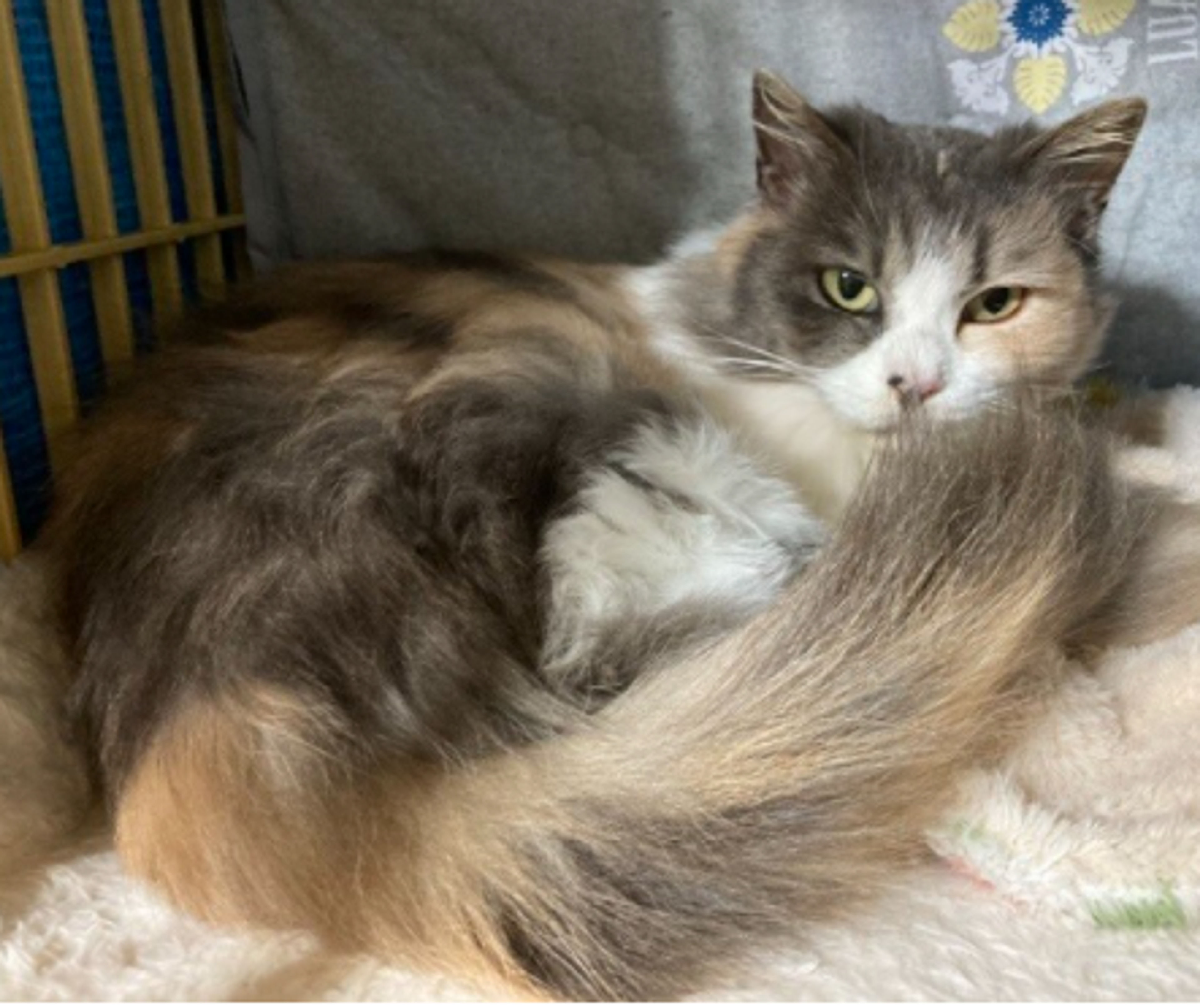 pet-image-6