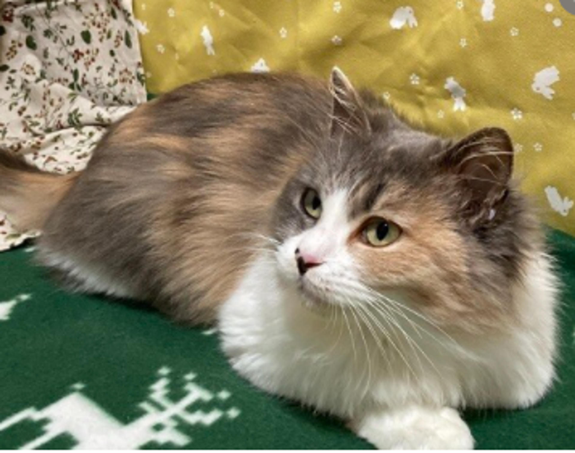 pet-image-7