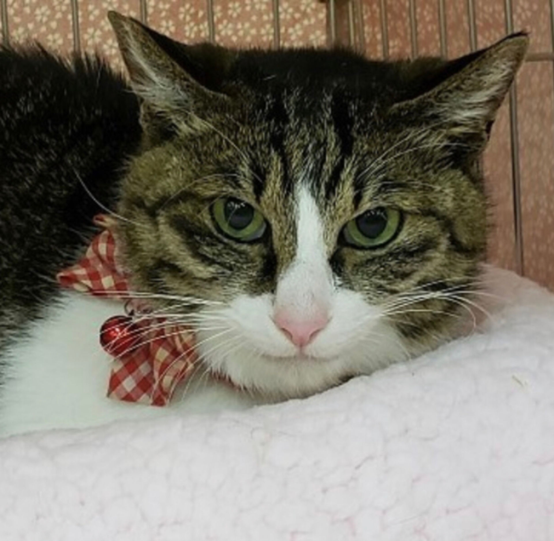 雑種（ミックス猫）・メスの里親募集の写真