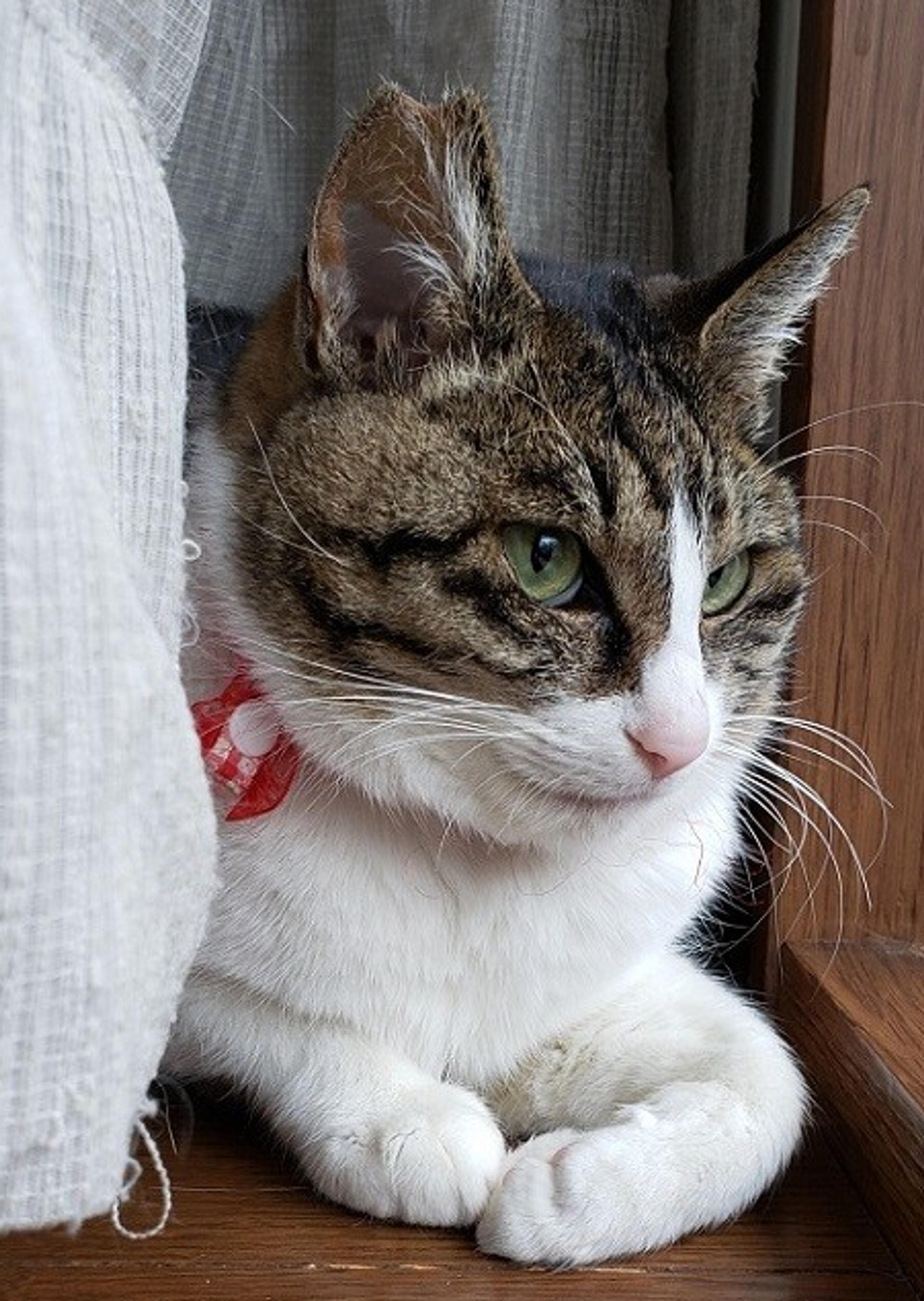 pet-image-2