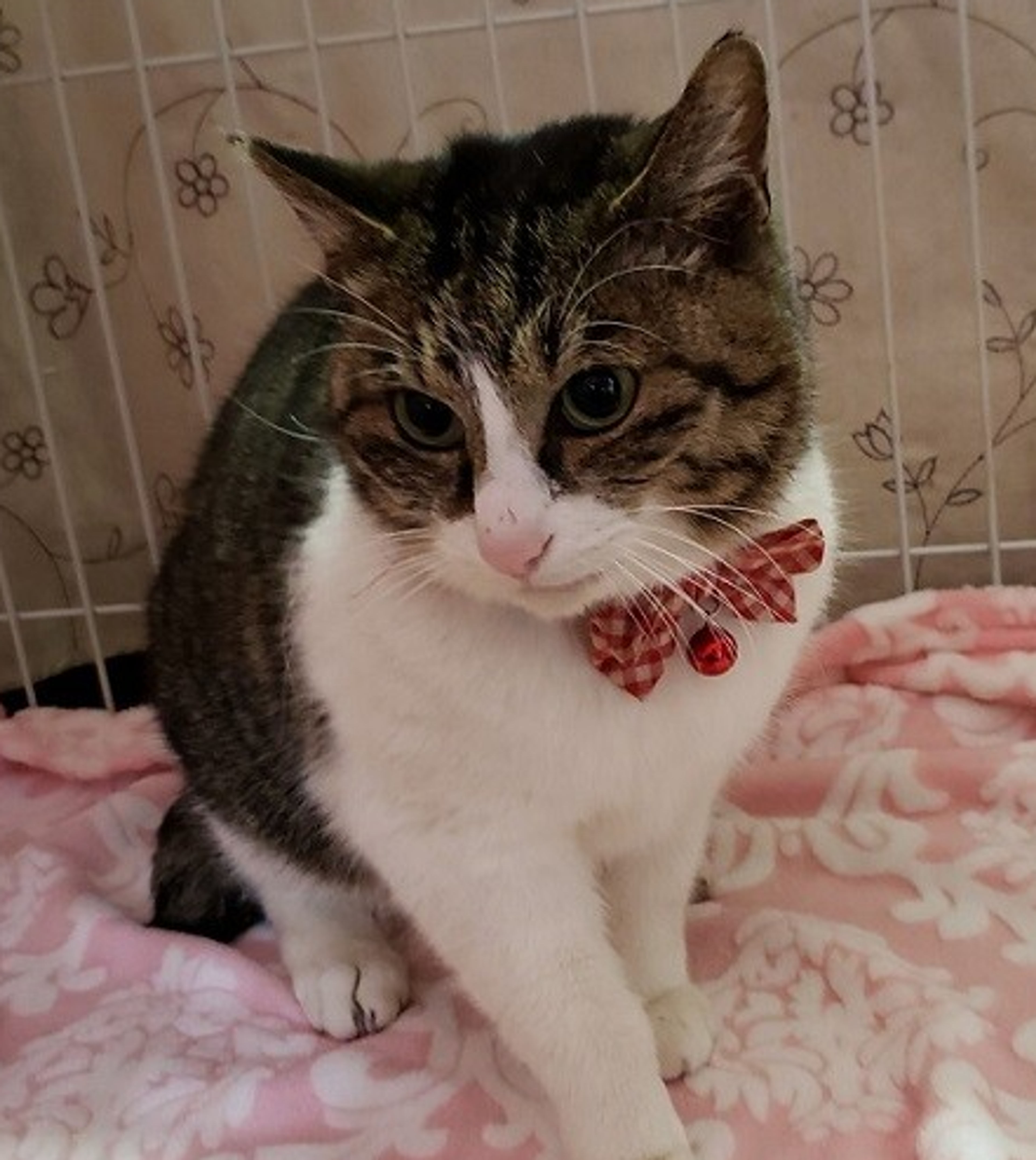 pet-image-3