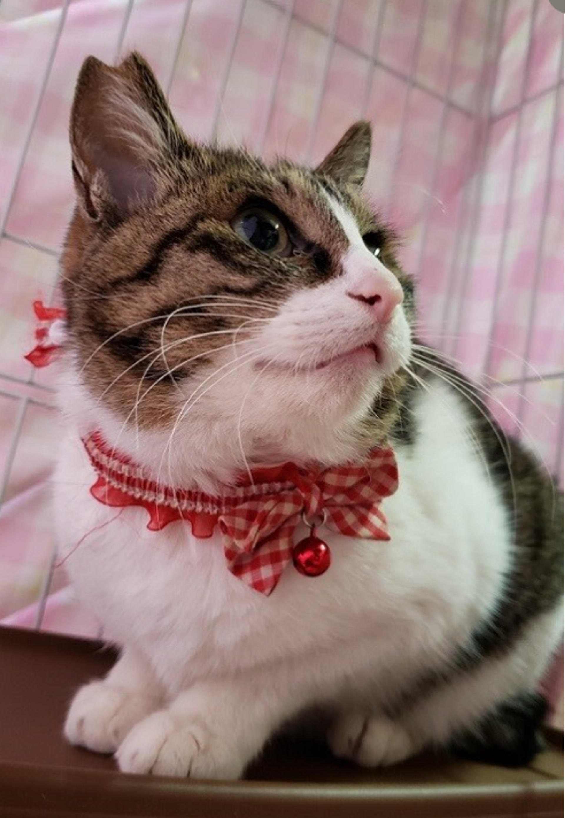 pet-image-4