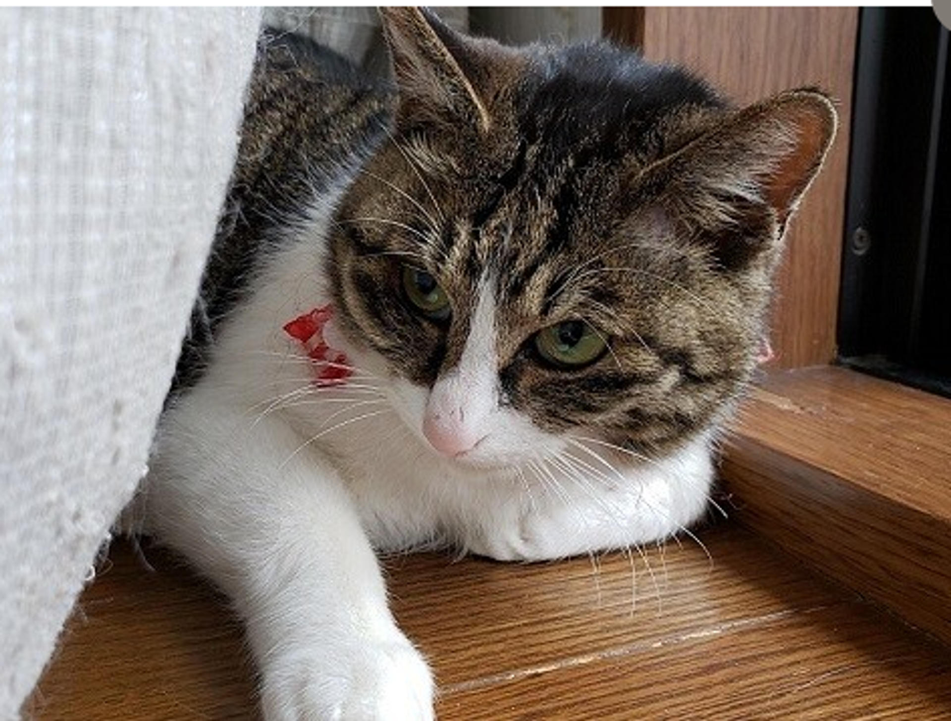 pet-image-5