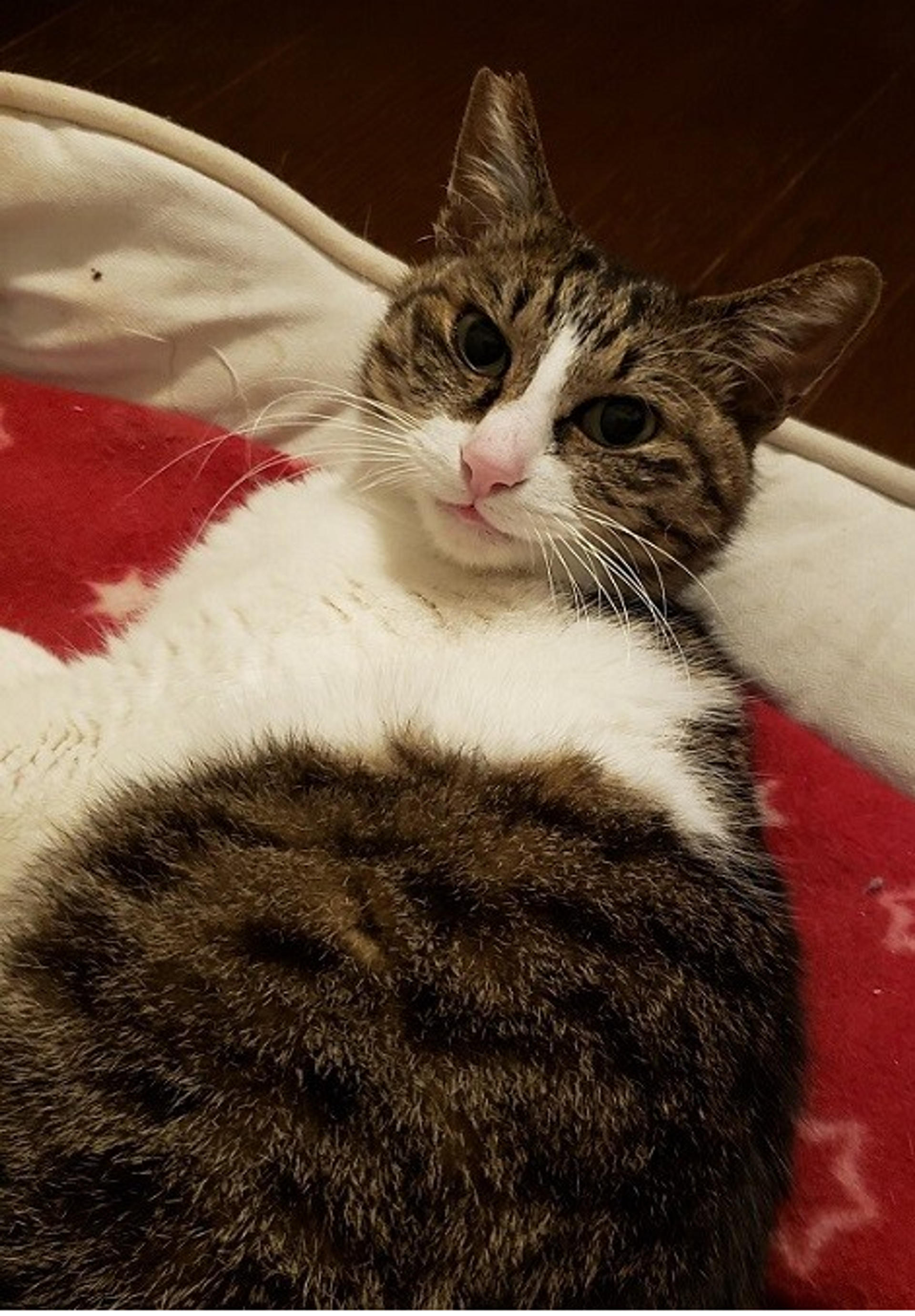 pet-image-6