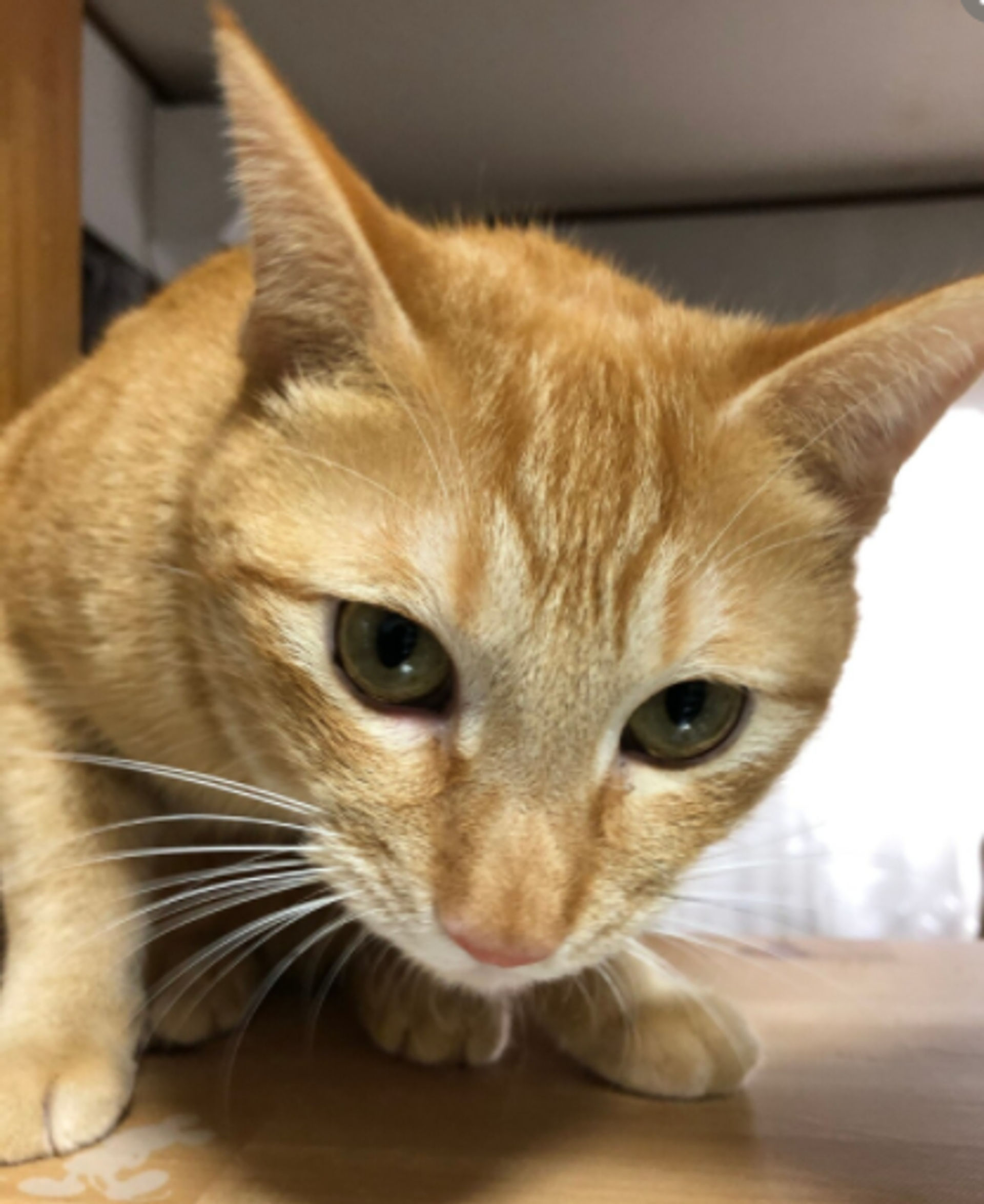 雑種（ミックス猫）・オスの里親募集の写真