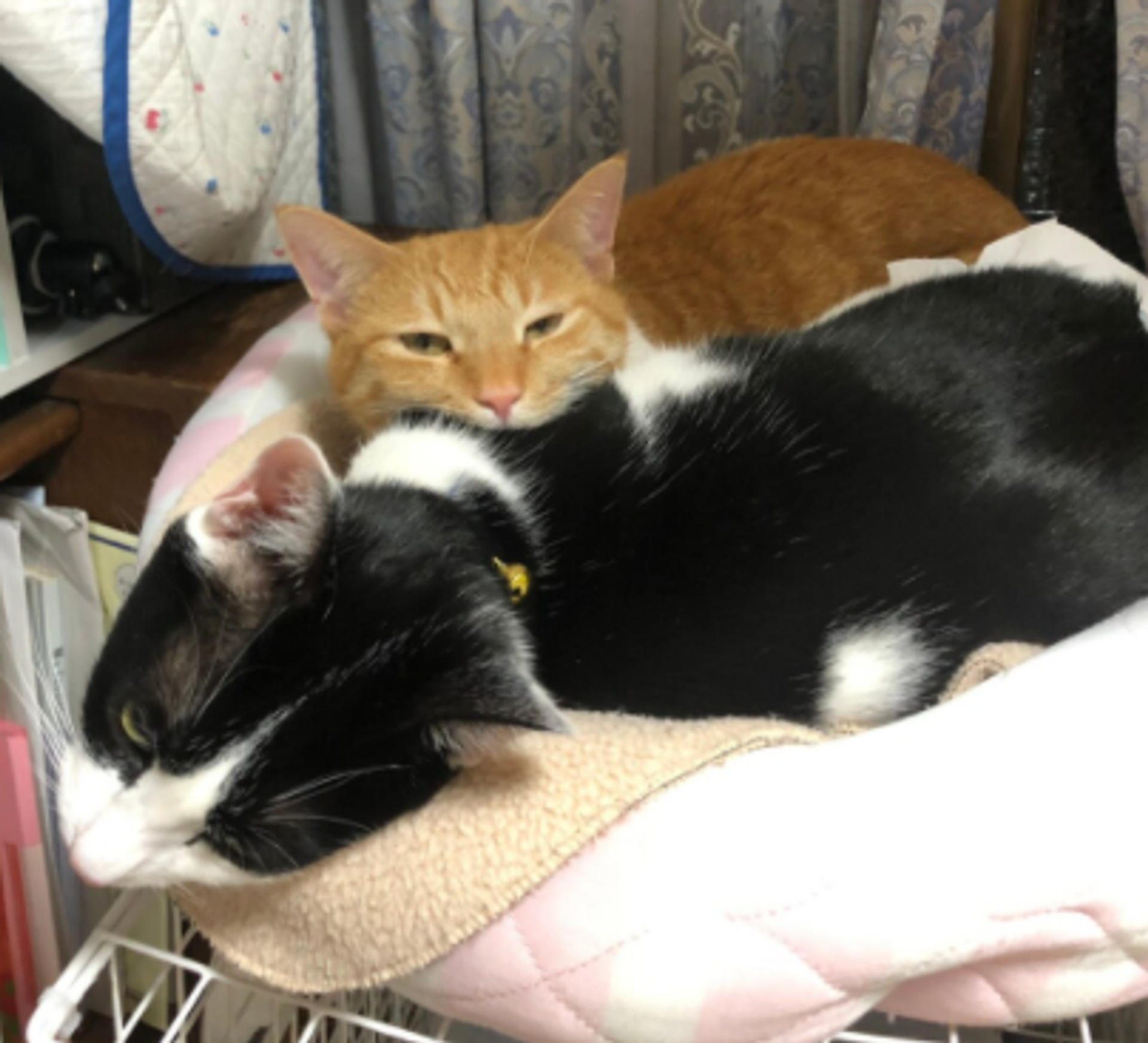 pet-image-5