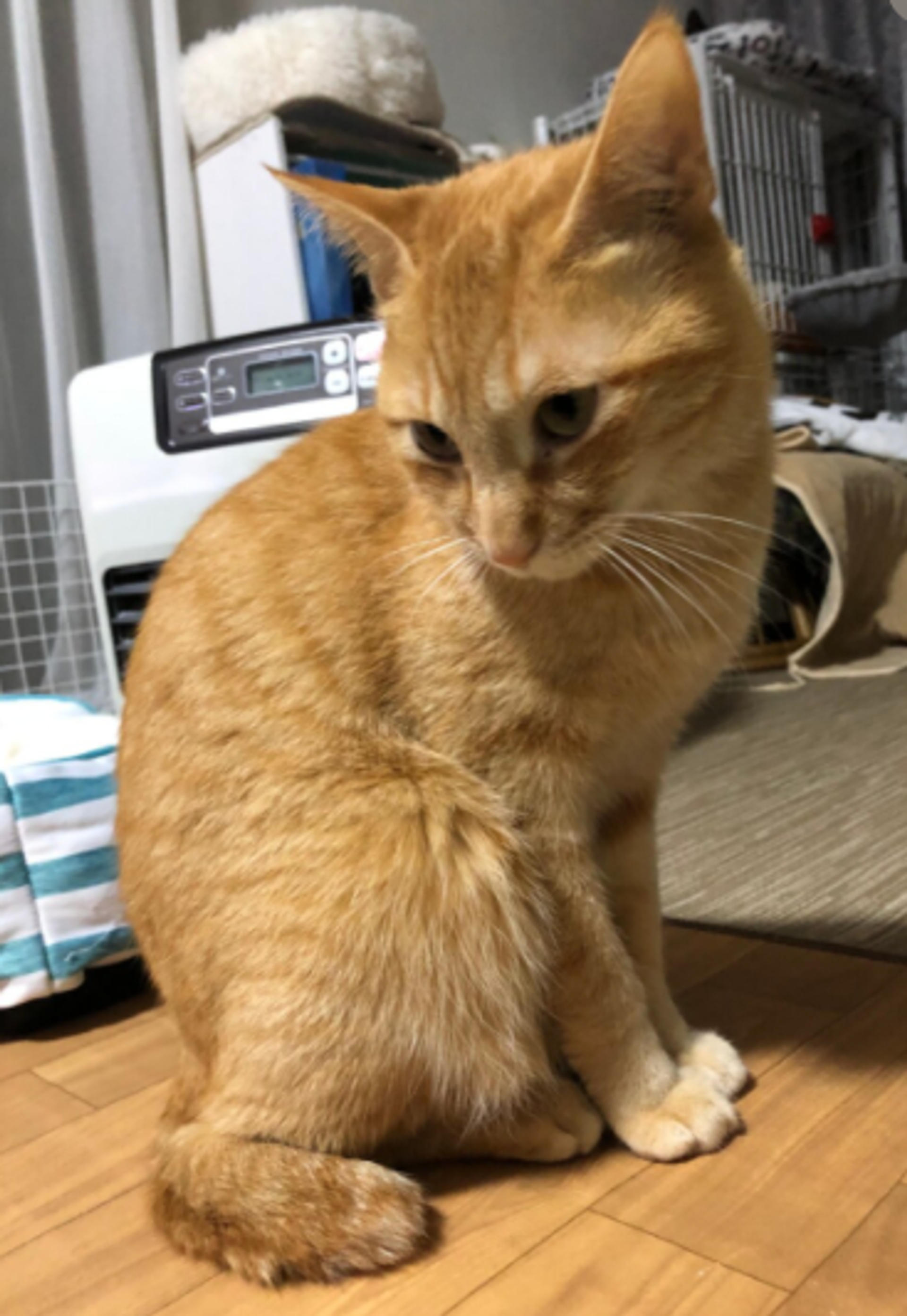 pet-image-6